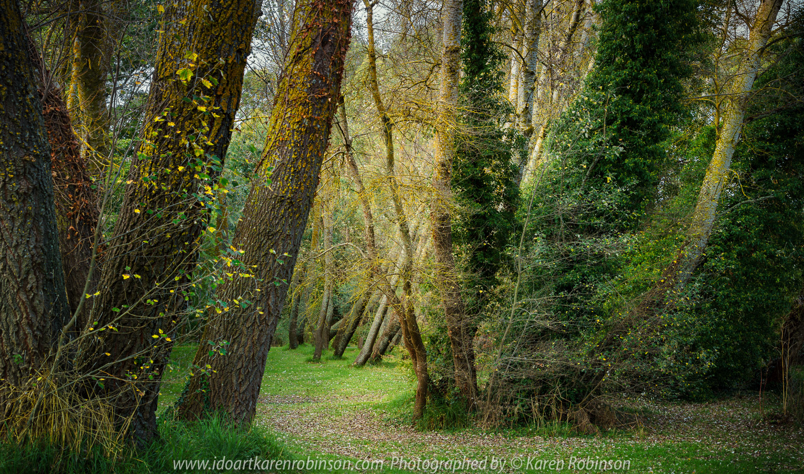 Kyneton, Victoria - Australia 'Kyneton Botanic Gardens' Photographed by Karen Robinson March 2021 Comments: Mild summer day strolling along the Campaspe River walking track within the Botanic Gardens.