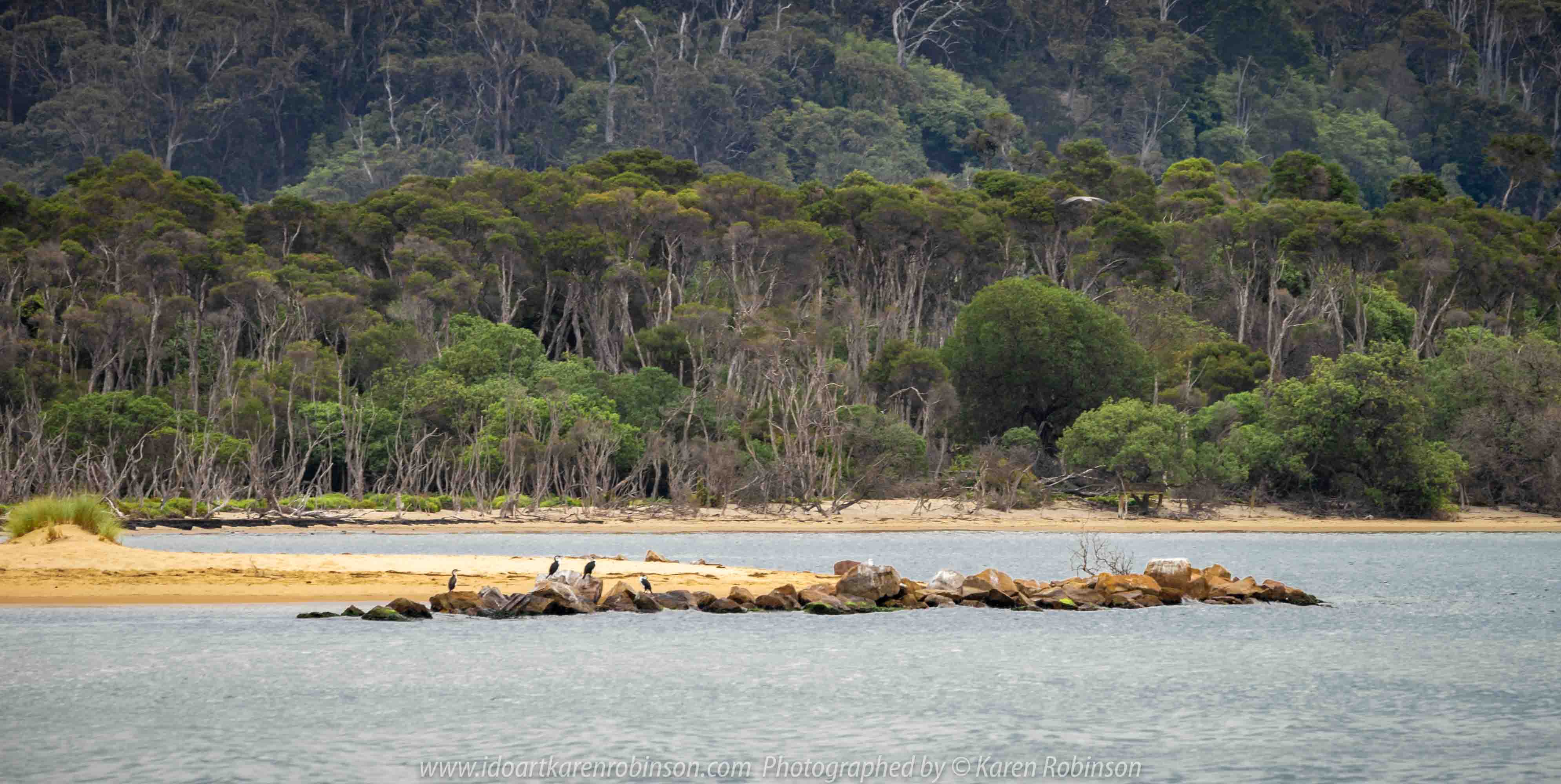 Lakes Entrance, Victoria - Australia 'Shoreline and Harbour Views' Photographed by Karen Robinson January 2019 Comments - On our way to see hubby's brother, we made a slight detour to visit this area. The weather was overcast but still pleasant. It was difficult to photography scenes I wanted and I realised that aerial shots would be best, so we went to a couple of lookouts to help capture some overview shots of Lakes Entrance. Photograph featuring Pied Cormorants.
