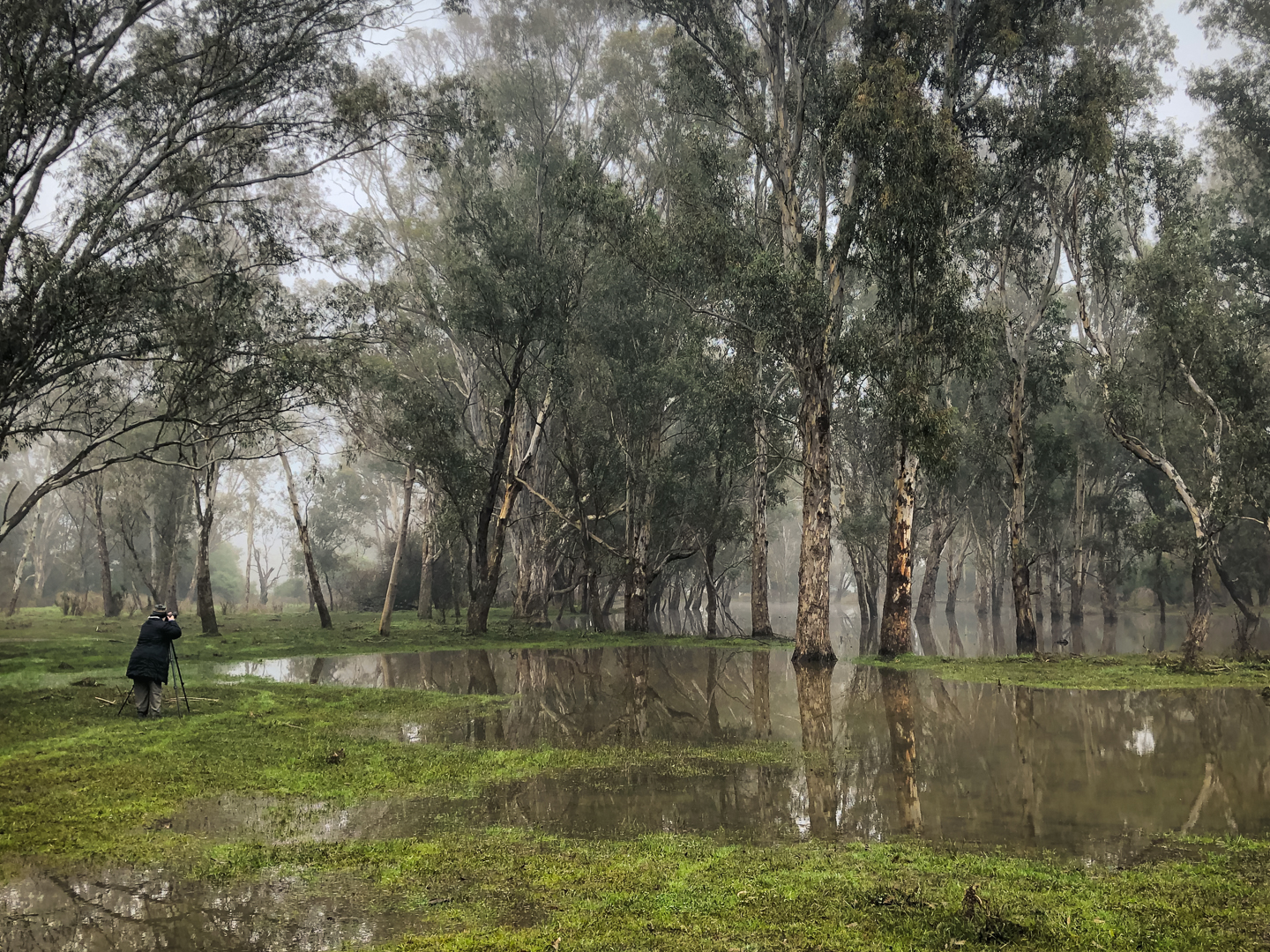 Limestone, Victoria - Australia 'Yea River Wetlands on Murrindini Road' Photographed by Karen Robinson June 2020 Comments - Misty winter wetlands featuring tall gumtrees standing in pools of water.