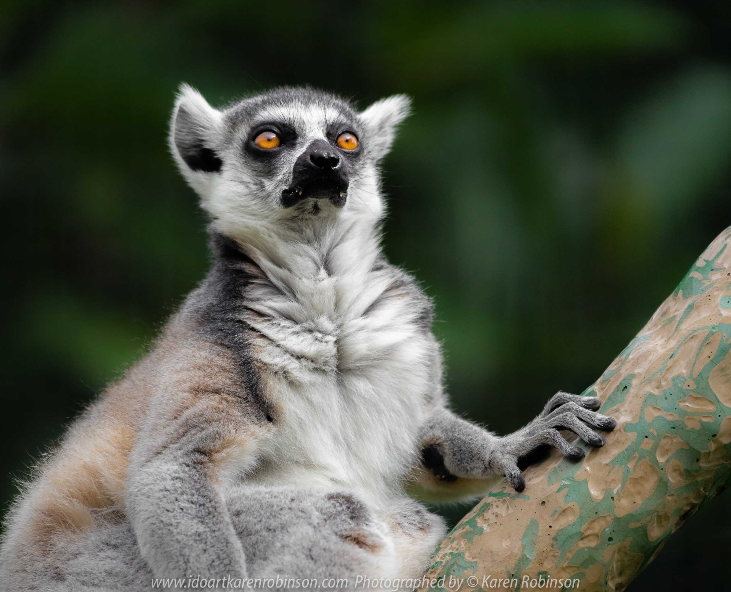 Parkville, Victoria - Australia 'Melbourne Zoo Trip 7' Photographed by Karen Robinson February 2019 Comments - This time it was about photographing the Ring-tailed and the Black and White Ruffed Lemurs.