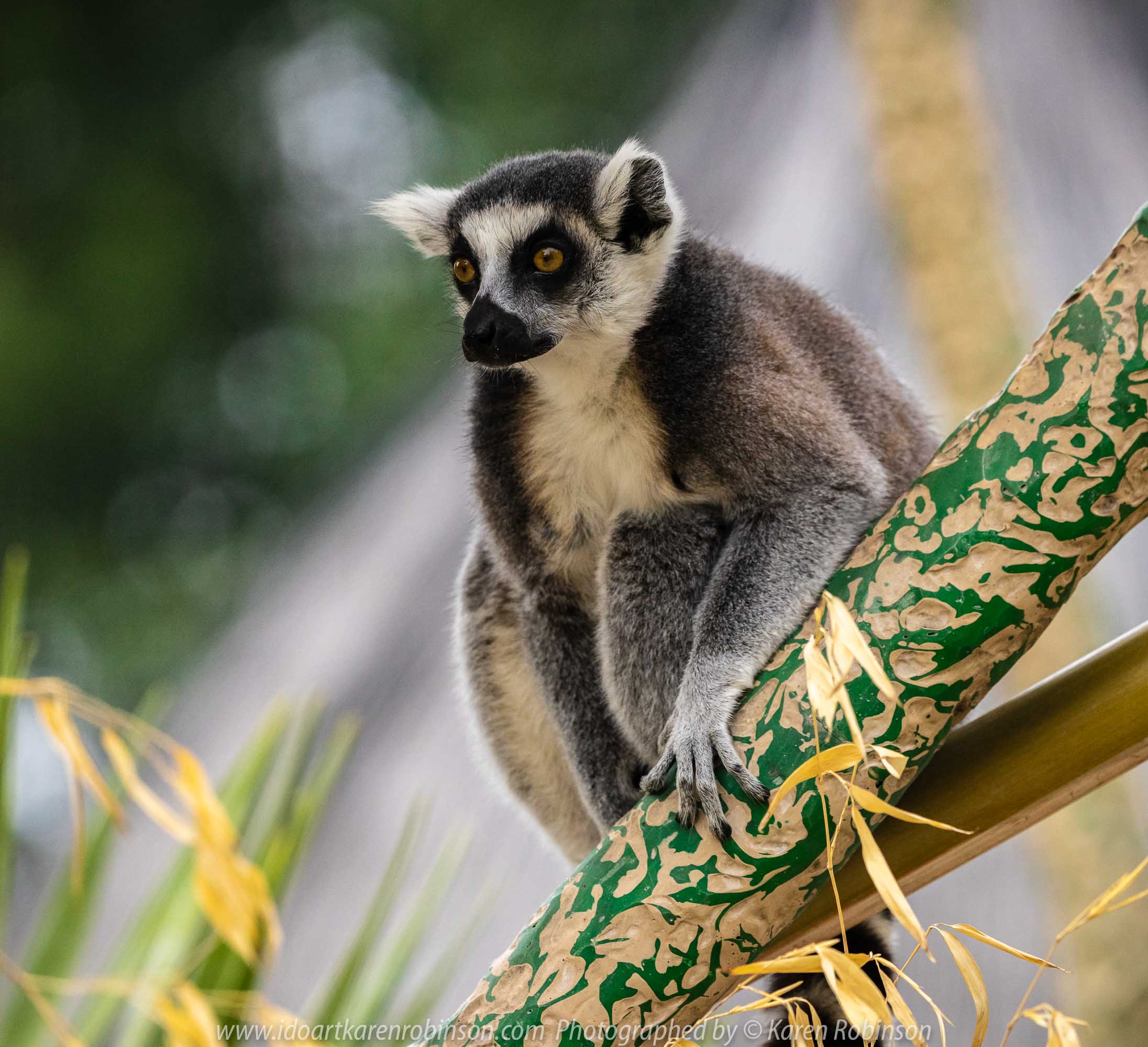 Parkville, Victoria - Australia 'Melbourne Zoo Trip 7' Photographed by Karen Robinson February 2019 Comments - This time it was about photographing the Ring-tailed and the Black and White Ruffed Lemurs.