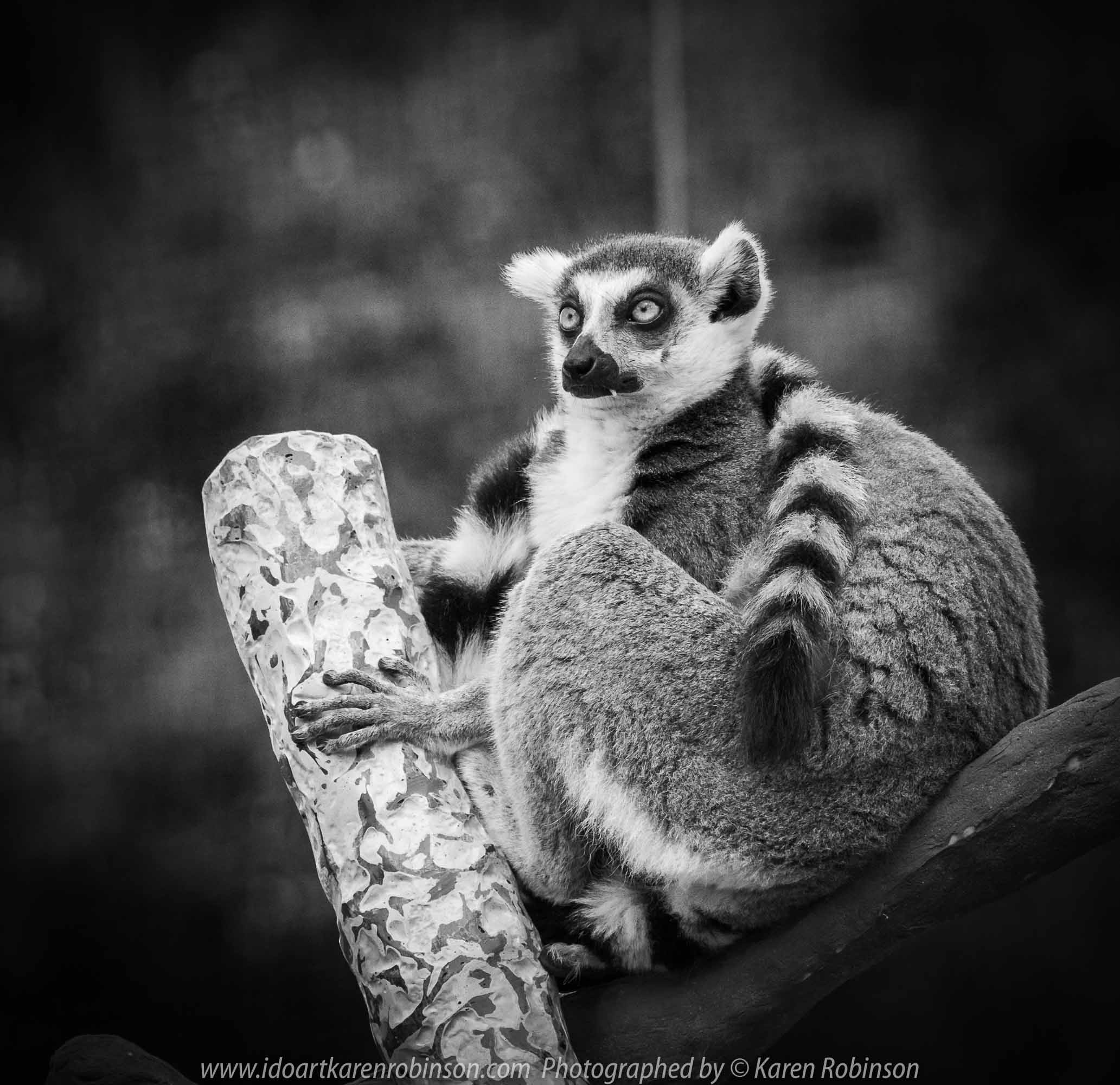 Parkville, Victoria - Australia 'Melbourne Zoo Trip 7' Photographed by Karen Robinson February 2019 Comments - This time it was about photographing the Ring-tailed and the Black and White Ruffed Lemurs.