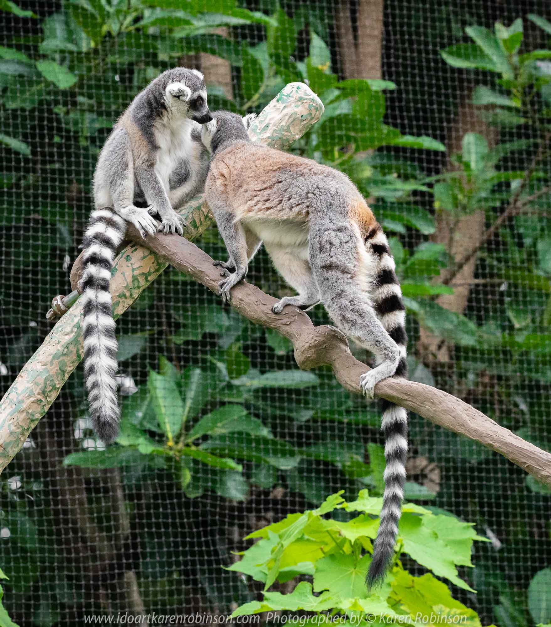Parkville, Victoria - Australia 'Melbourne Zoo Trip 7' Photographed by Karen Robinson February 2019 Comments - This time it was about photographing the Ring-tailed and the Black and White Ruffed Lemurs.