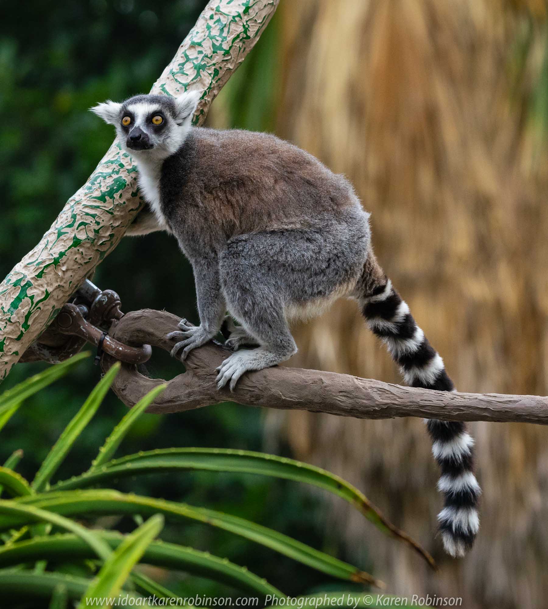 Parkville, Victoria - Australia 'Melbourne Zoo Trip 7' Photographed by Karen Robinson February 2019 Comments - This time it was about photographing the Ring-tailed and the Black and White Ruffed Lemurs.