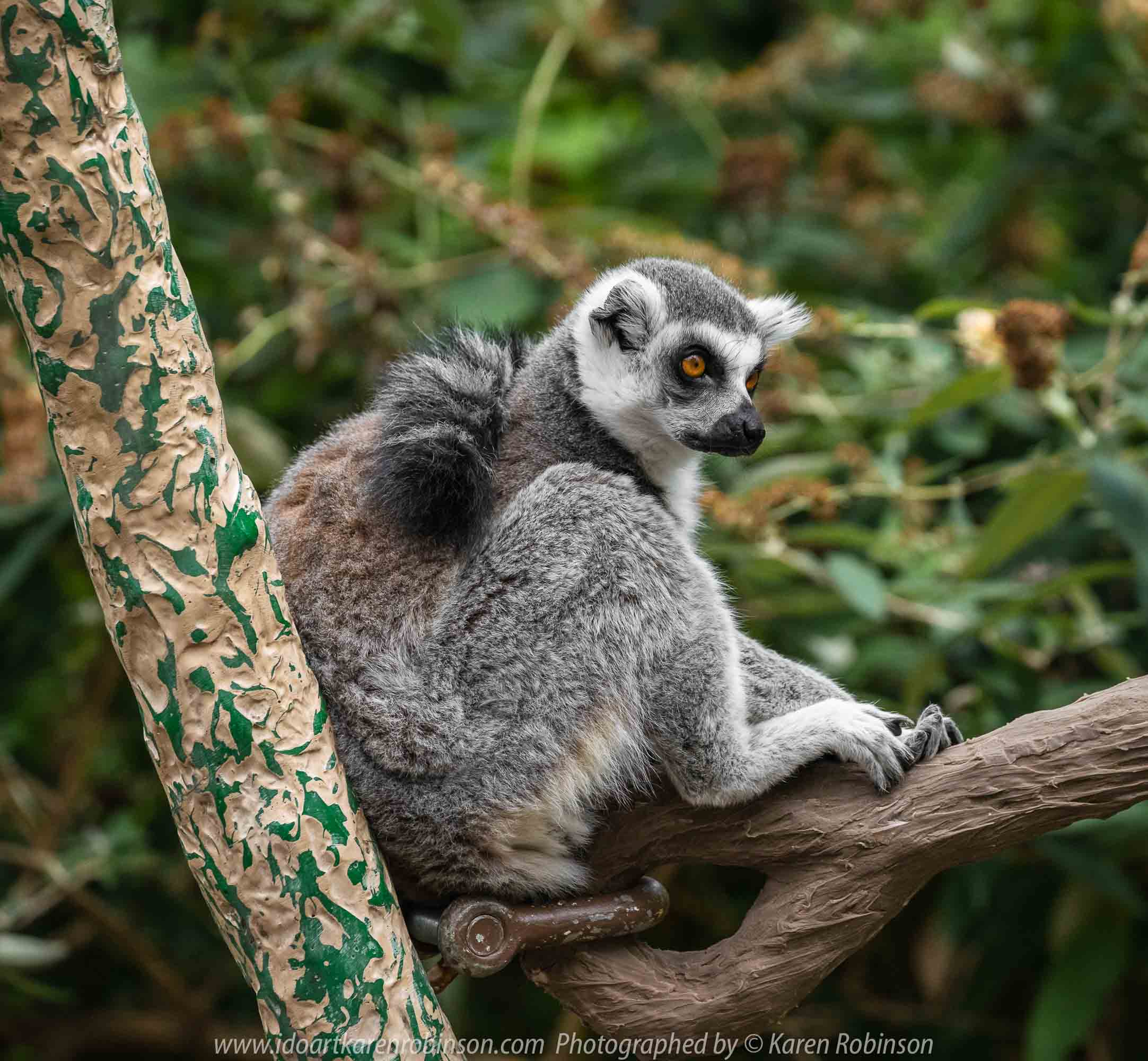 Parkville, Victoria - Australia 'Melbourne Zoo Trip 7' Photographed by Karen Robinson February 2019 Comments - This time it was about photographing the Ring-tailed and the Black and White Ruffed Lemurs.