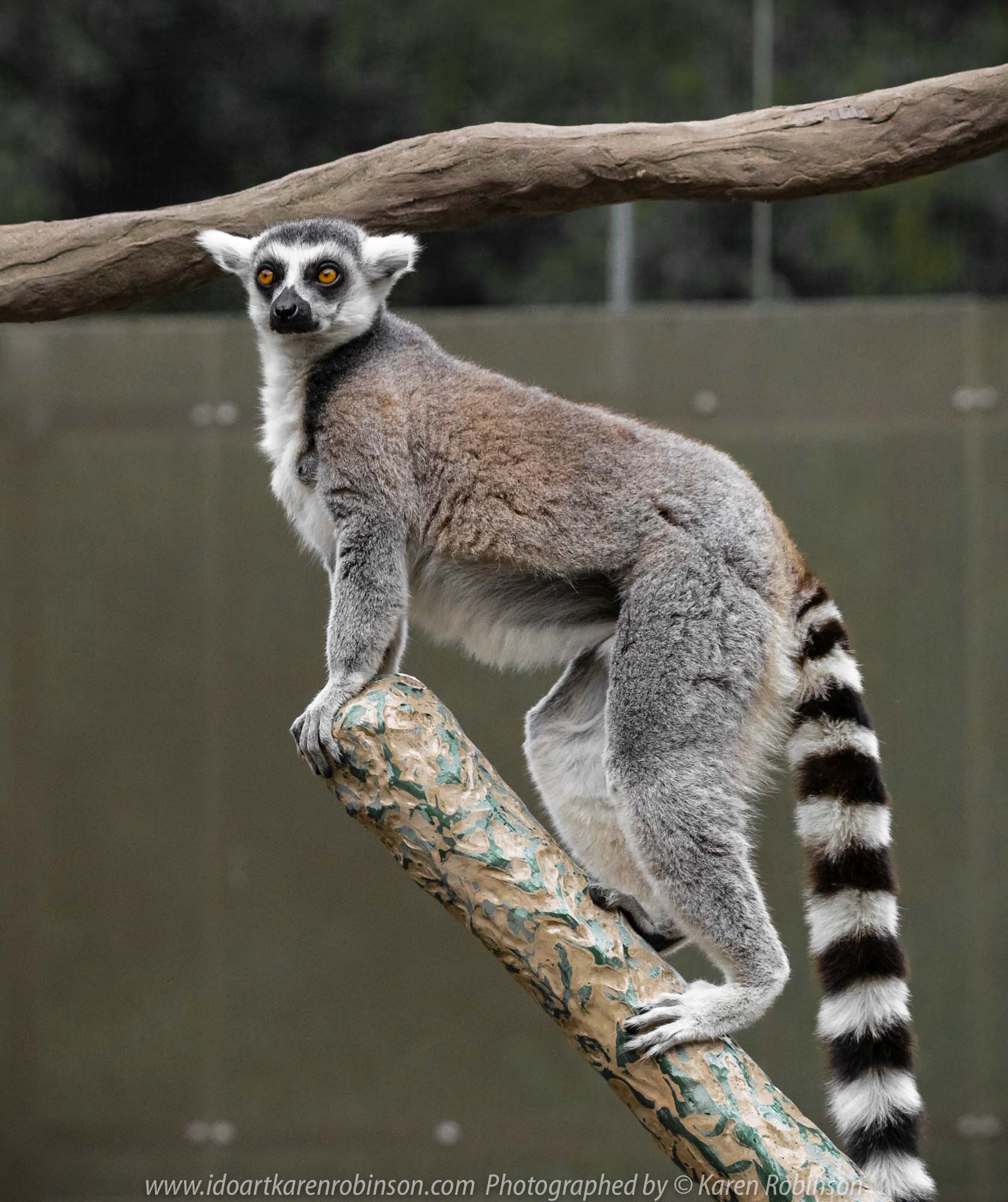 Parkville, Victoria - Australia 'Melbourne Zoo Trip 7' Photographed by Karen Robinson February 2019 Comments - This time it was about photographing the Ring-tailed and the Black and White Ruffed Lemurs.