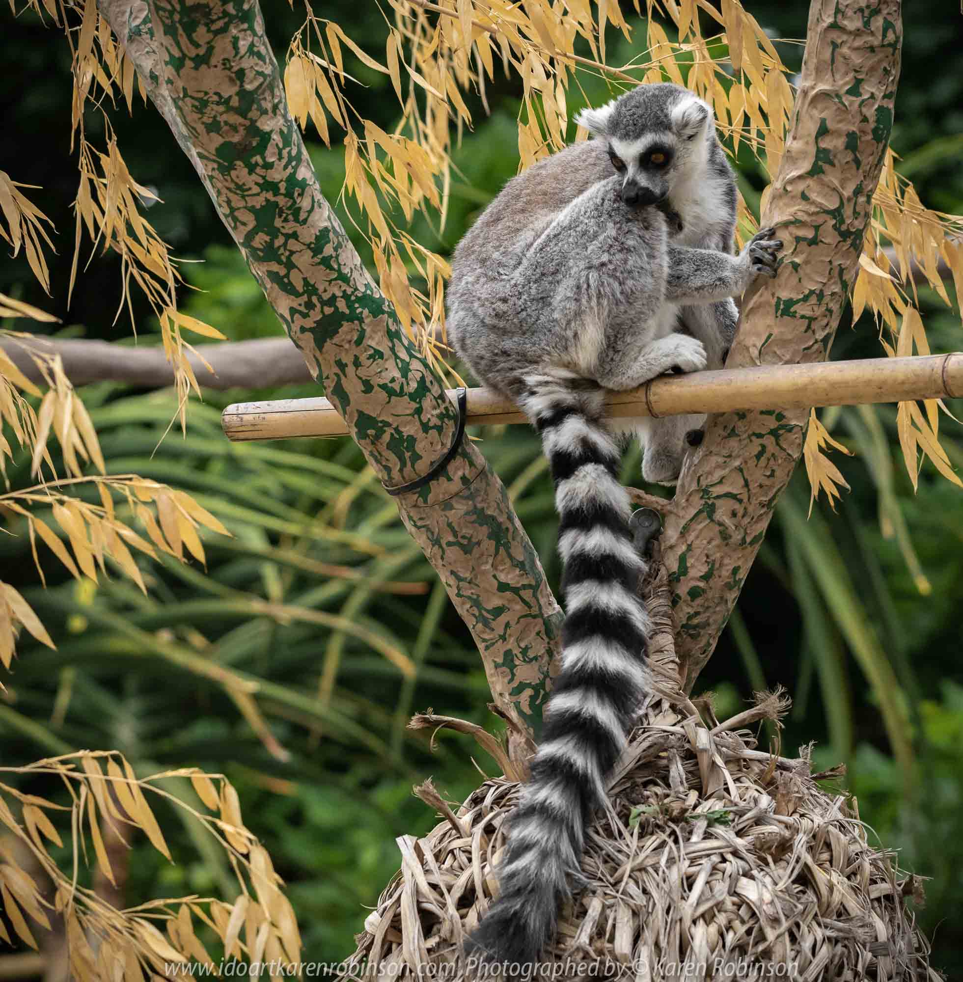 Parkville, Victoria - Australia 'Melbourne Zoo Trip 7' Photographed by Karen Robinson February 2019 Comments - This time it was about photographing the Ring-tailed and the Black and White Ruffed Lemurs.