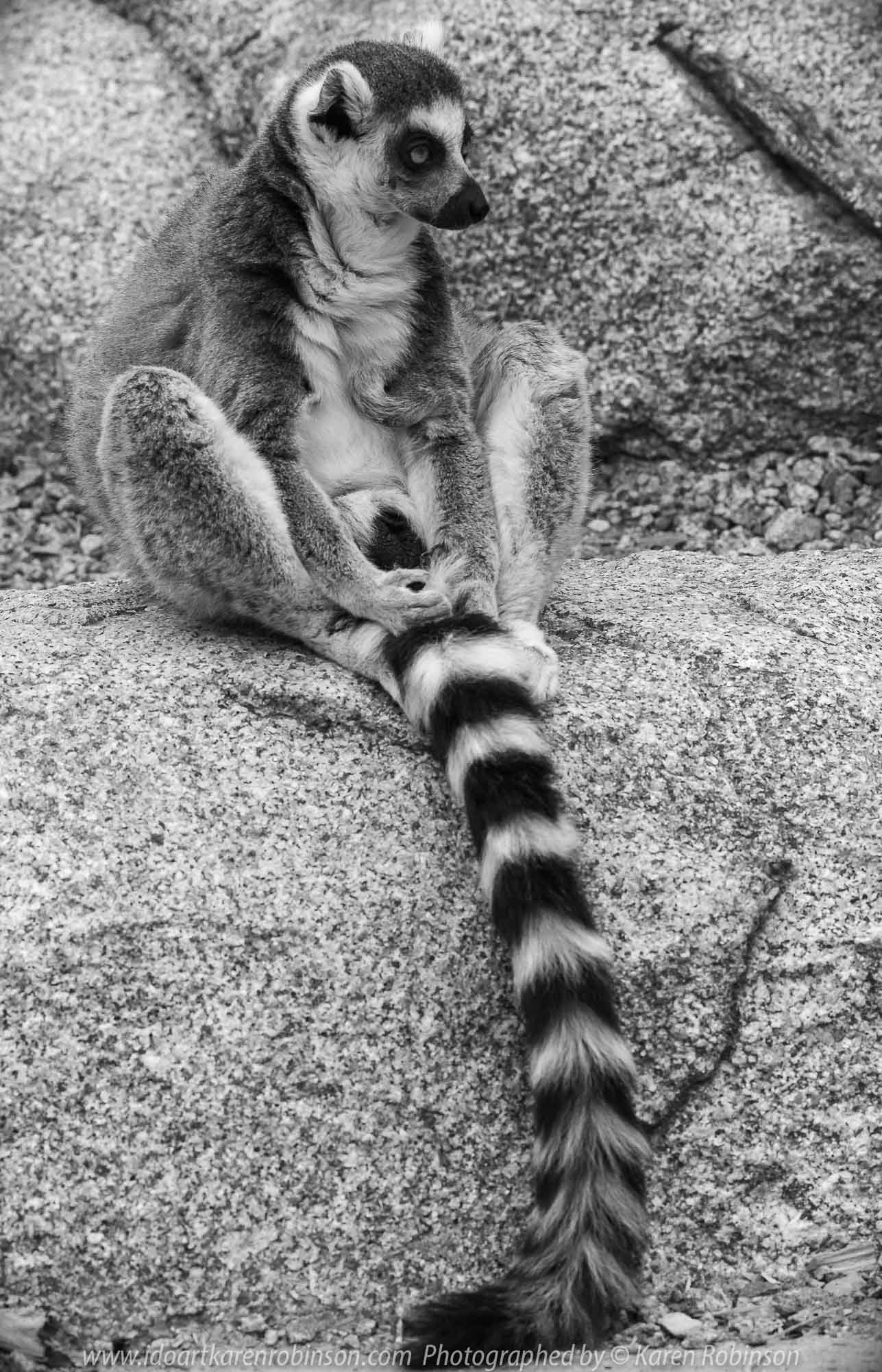 Parkville, Victoria - Australia 'Melbourne Zoo Trip 7' Photographed by Karen Robinson February 2019 Comments - This time it was about photographing the Ring-tailed and the Black and White Ruffed Lemurs.