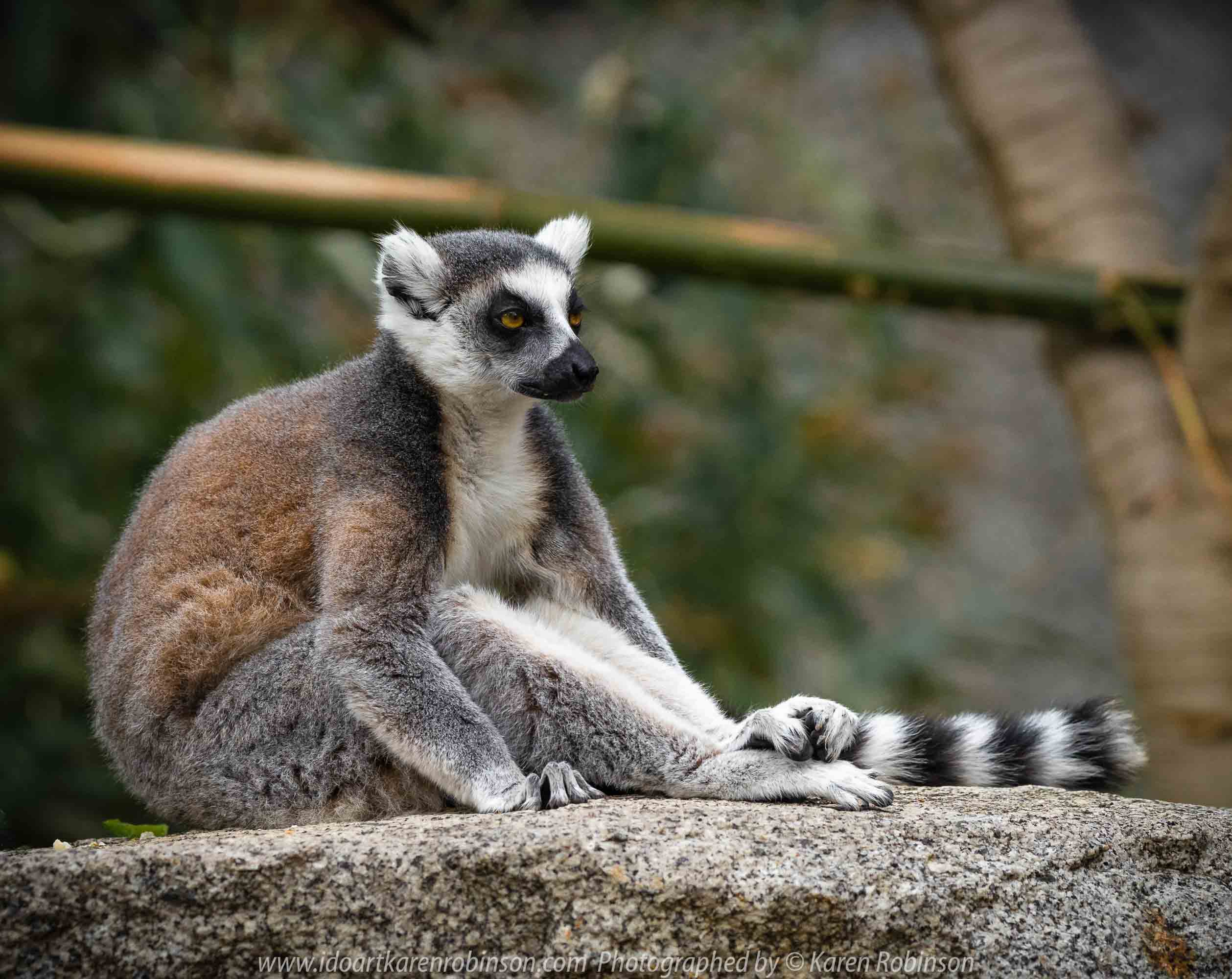 Parkville, Victoria - Australia 'Melbourne Zoo Trip 7' Photographed by Karen Robinson February 2019 Comments - This time it was about photographing the Ring-tailed and the Black and White Ruffed Lemurs.