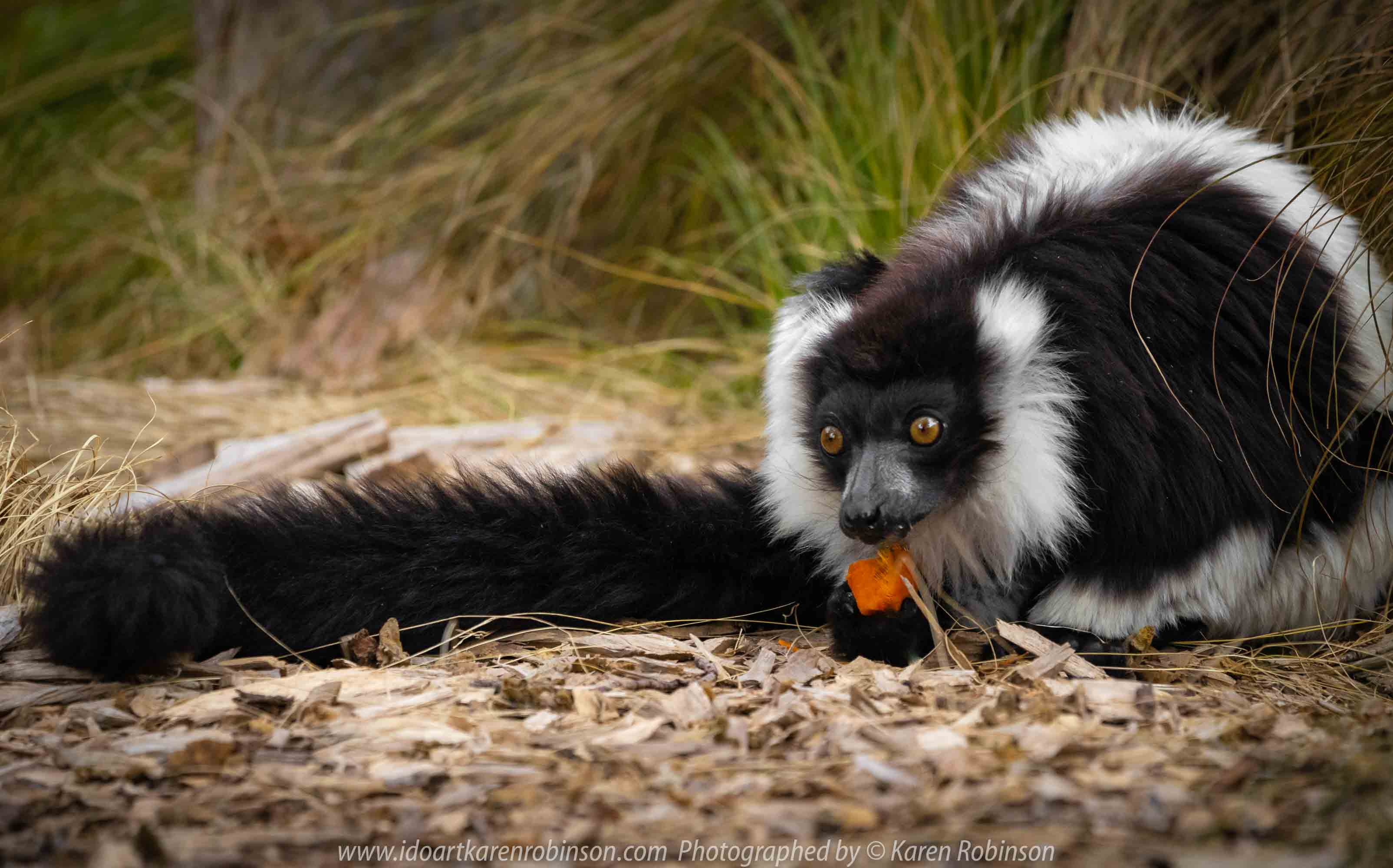 Parkville, Victoria - Australia 'Melbourne Zoo Trip 7' Photographed by Karen Robinson February 2019 Comments - This time it was about photographing the Ring-tailed and the Black and White Ruffed Lemurs.