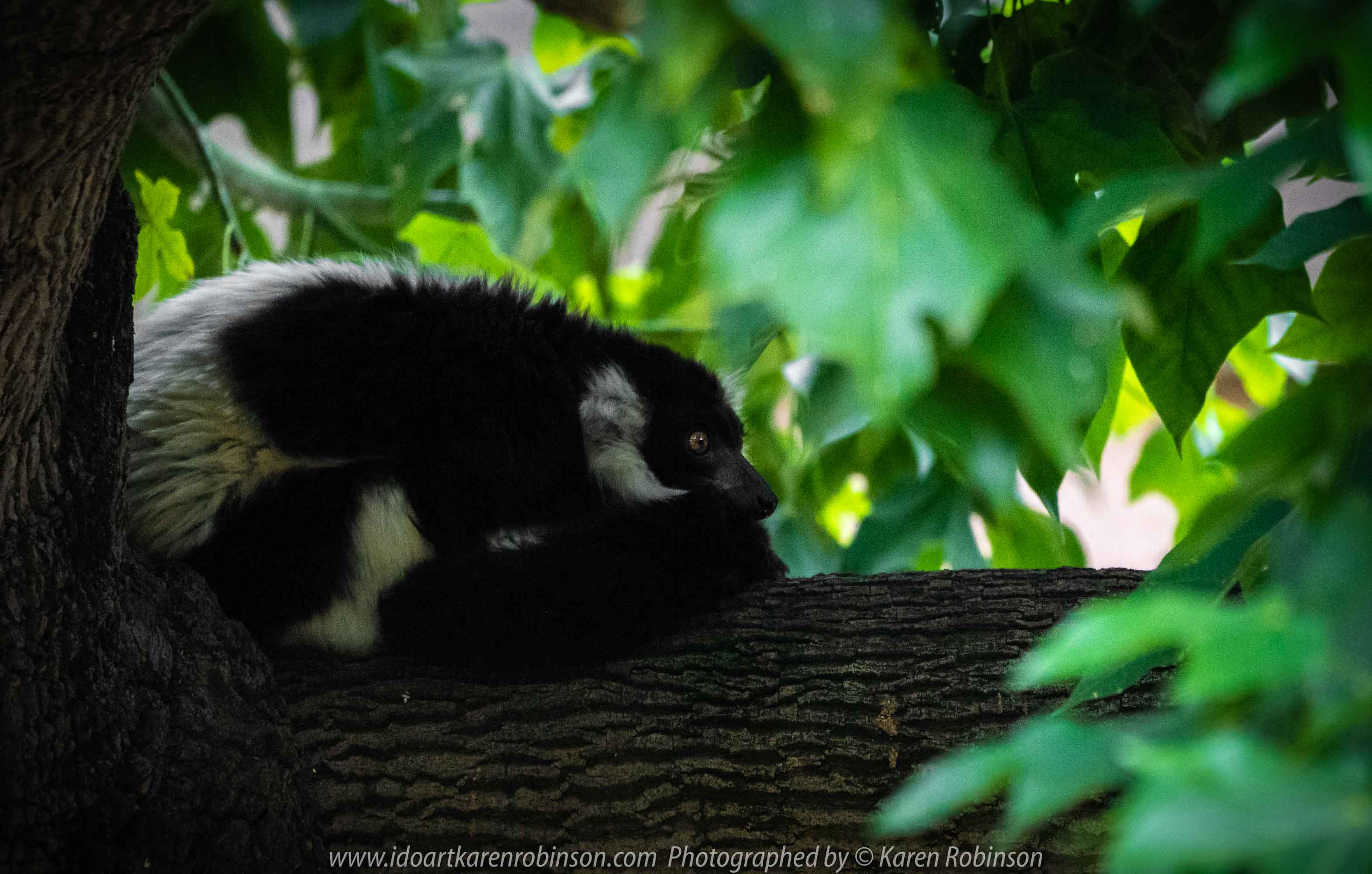 Parkville, Victoria - Australia 'Melbourne Zoo Trip 7' Photographed by Karen Robinson February 2019 Comments - This time it was about photographing the Ring-tailed and the Black and White Ruffed Lemurs.