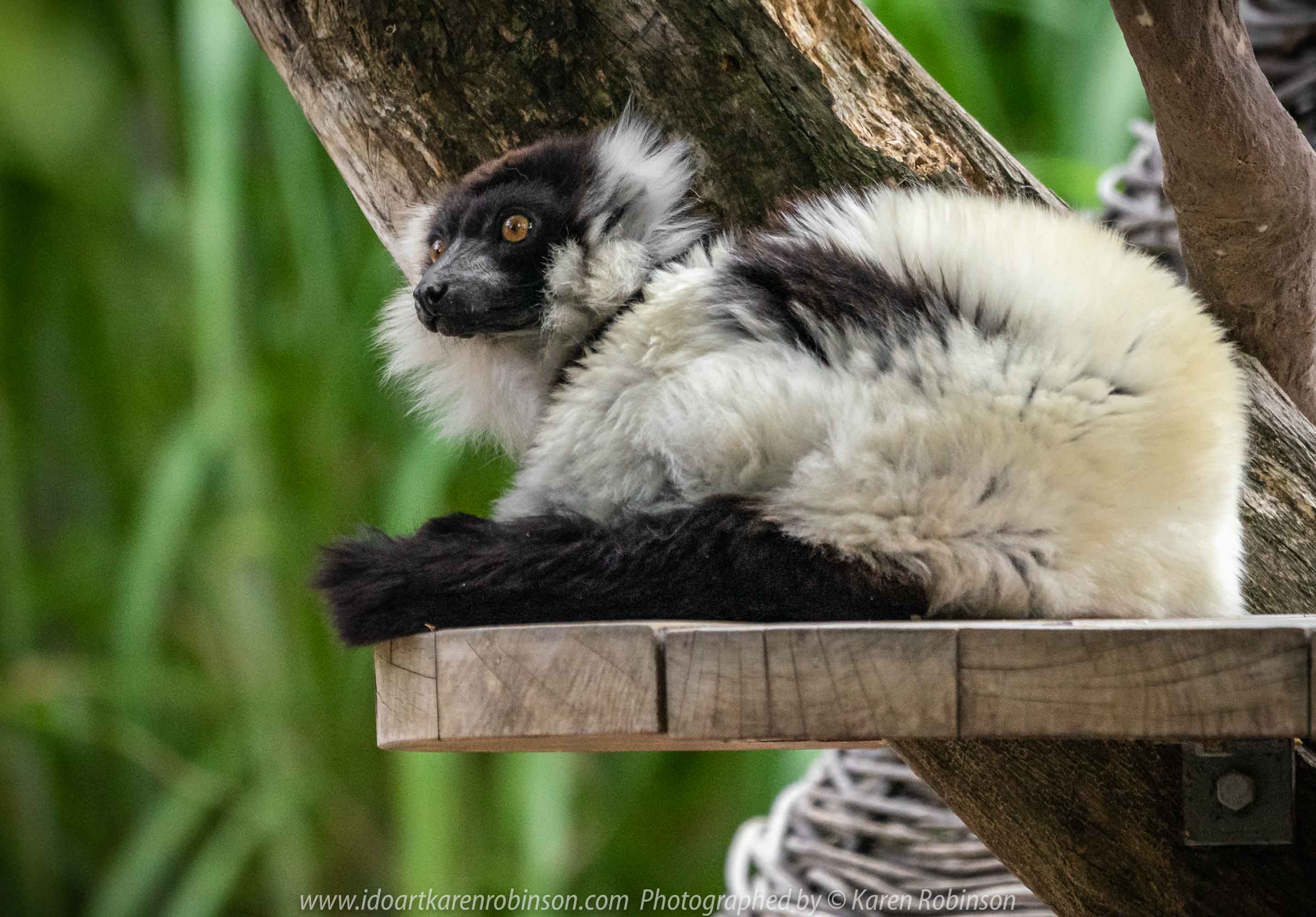 Parkville, Victoria - Australia 'Melbourne Zoo Trip 7' Photographed by Karen Robinson February 2019 Comments - This time it was about photographing the Ring-tailed and the Black and White Ruffed Lemurs.