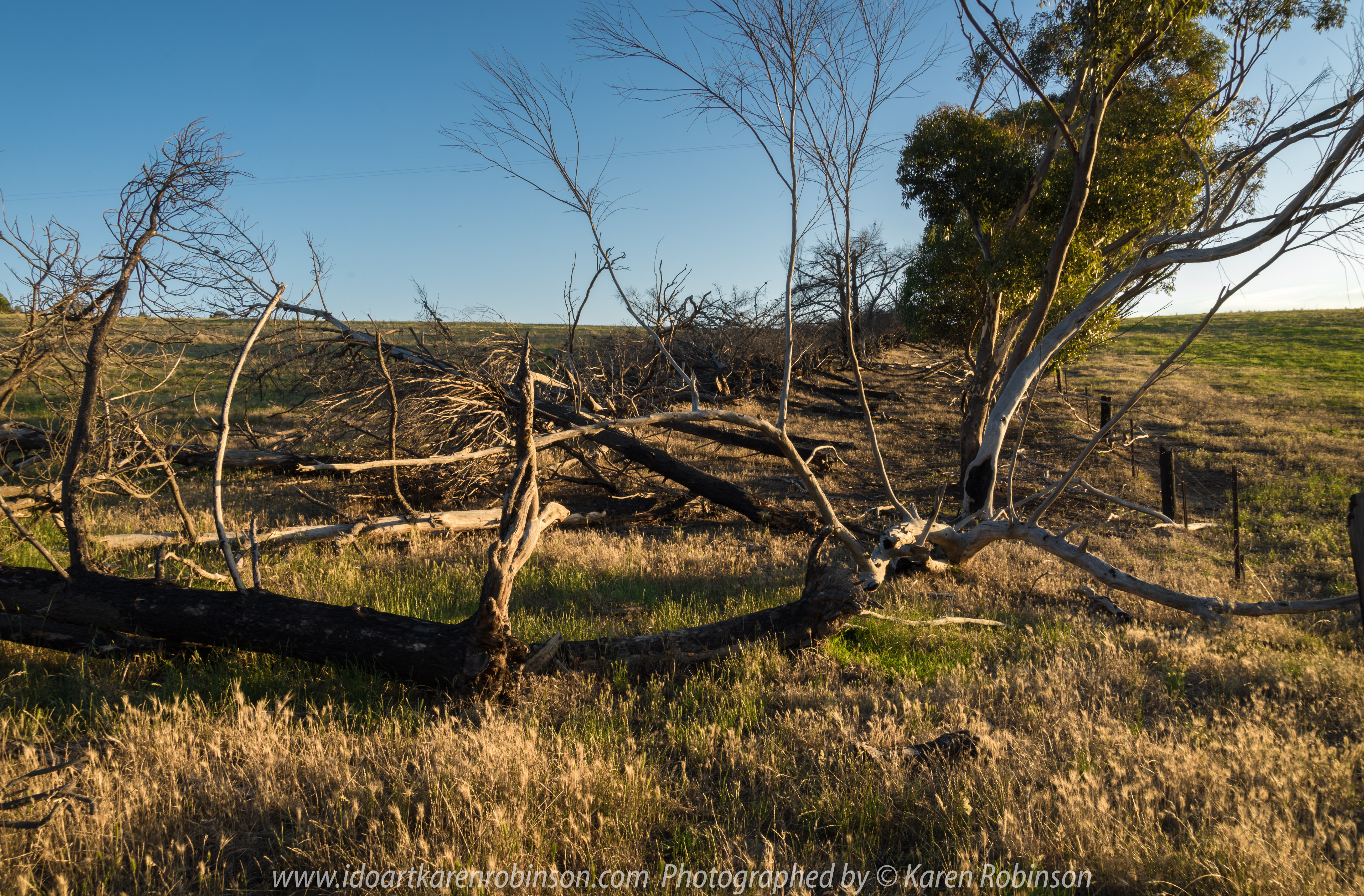 Mickleham, Victoria - Australia 'Sunset over Farmland' Photographed by Karen Robinson NB All images are protected by copyright laws_ www.idoartkarenrobinson.com December 11, 2017 Comments: Beautiful summer evening photographing the sunset during the 'golden hour'. It was quiet and the air fresh; I found myself completely immersed in my creativity.