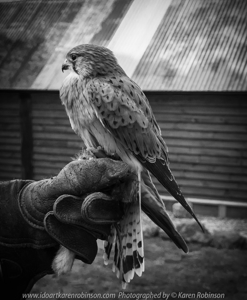 Miners Rest, Victoria - Australia 'Full Flight Birds of Prey' Photographed by Karen Robinson April 2018 NB. All images are protected by copyright laws. Comments - A day with the Craigieburn Camera Club Photography members - visiting and photographing amazing flight displays with stunning Australian raptors and owls - Kestrel