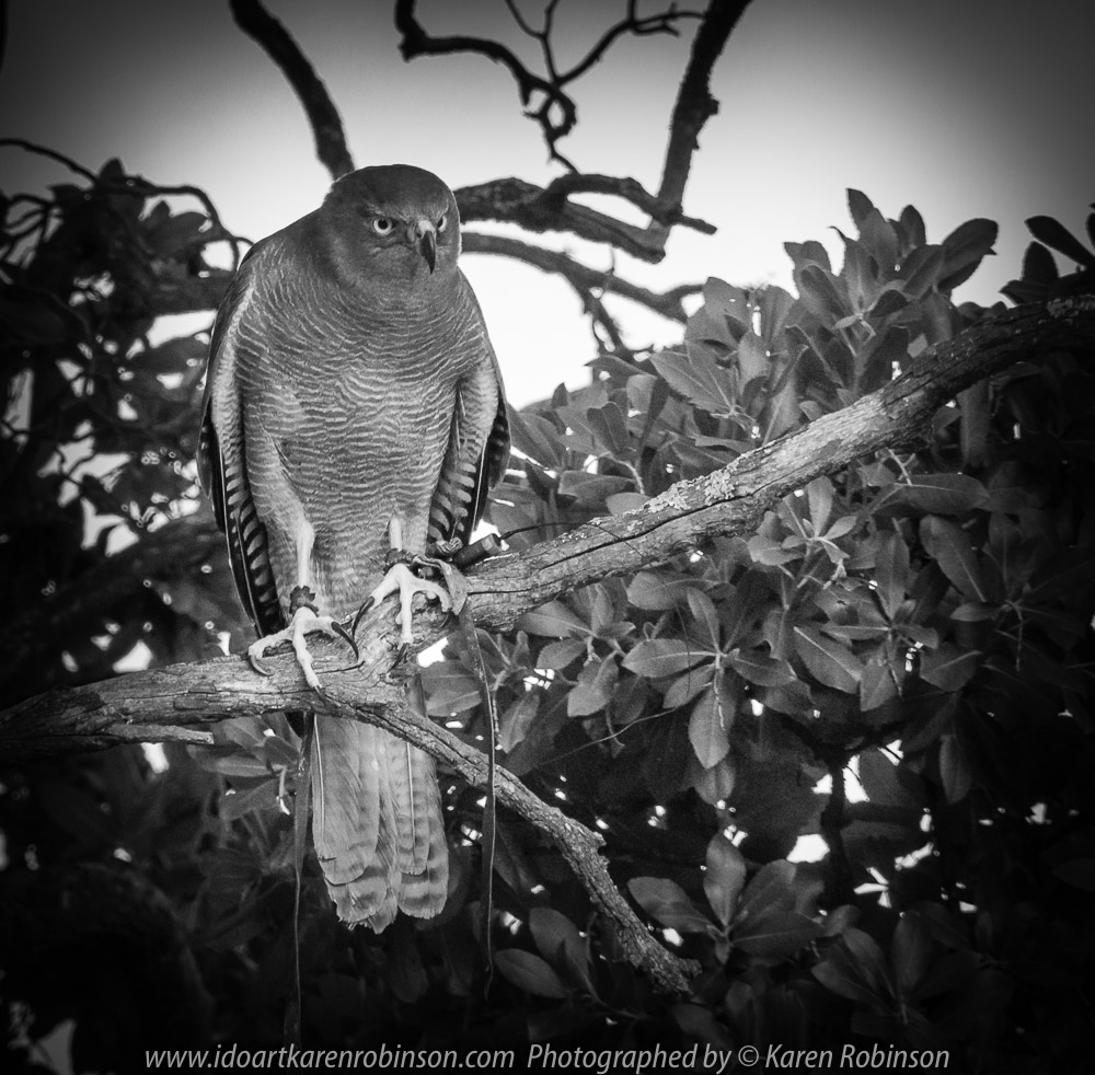 Miners Rest, Victoria - Australia 'Full Flight Birds of Prey' Photographed by Karen Robinson April 2018 NB. All images are protected by copyright laws. Comments - A day with the Craigieburn Camera Club Photography members - visiting and photographing amazing flight displays with stunning Australian raptors and owls - Brown Goshawk