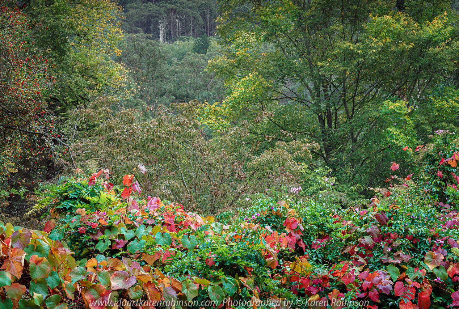 Mount Macedon, Victoria - Australia 'Colourful Autumn Displays on Devonshire Lane' Photographed by Karen Robinson April 2021 Comments: Different street locations within the region of Mount Macedon capturing beautiful colourful Autumn garden displays.