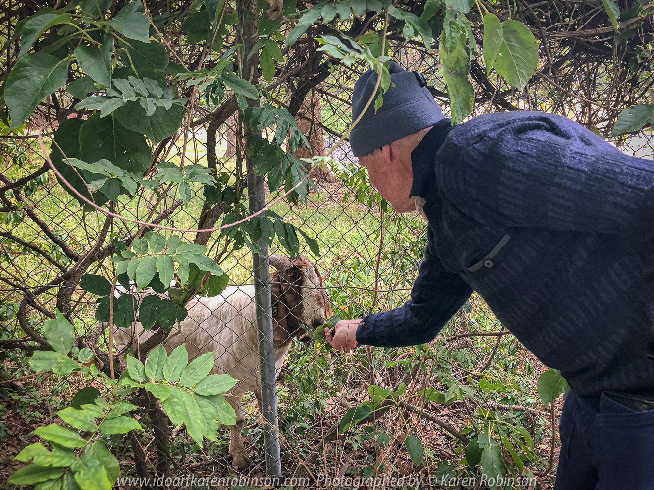 Mount Macedon, Victoria - Australia 'Colourful Autumn Displays on Devonshire Lane' Photographed by Karen Robinson April 2021 Comments: Different street locations within the region of Mount Macedon capturing beautiful colourful Autumn garden displays. Photograph featuring hubby feeding lonely goat!