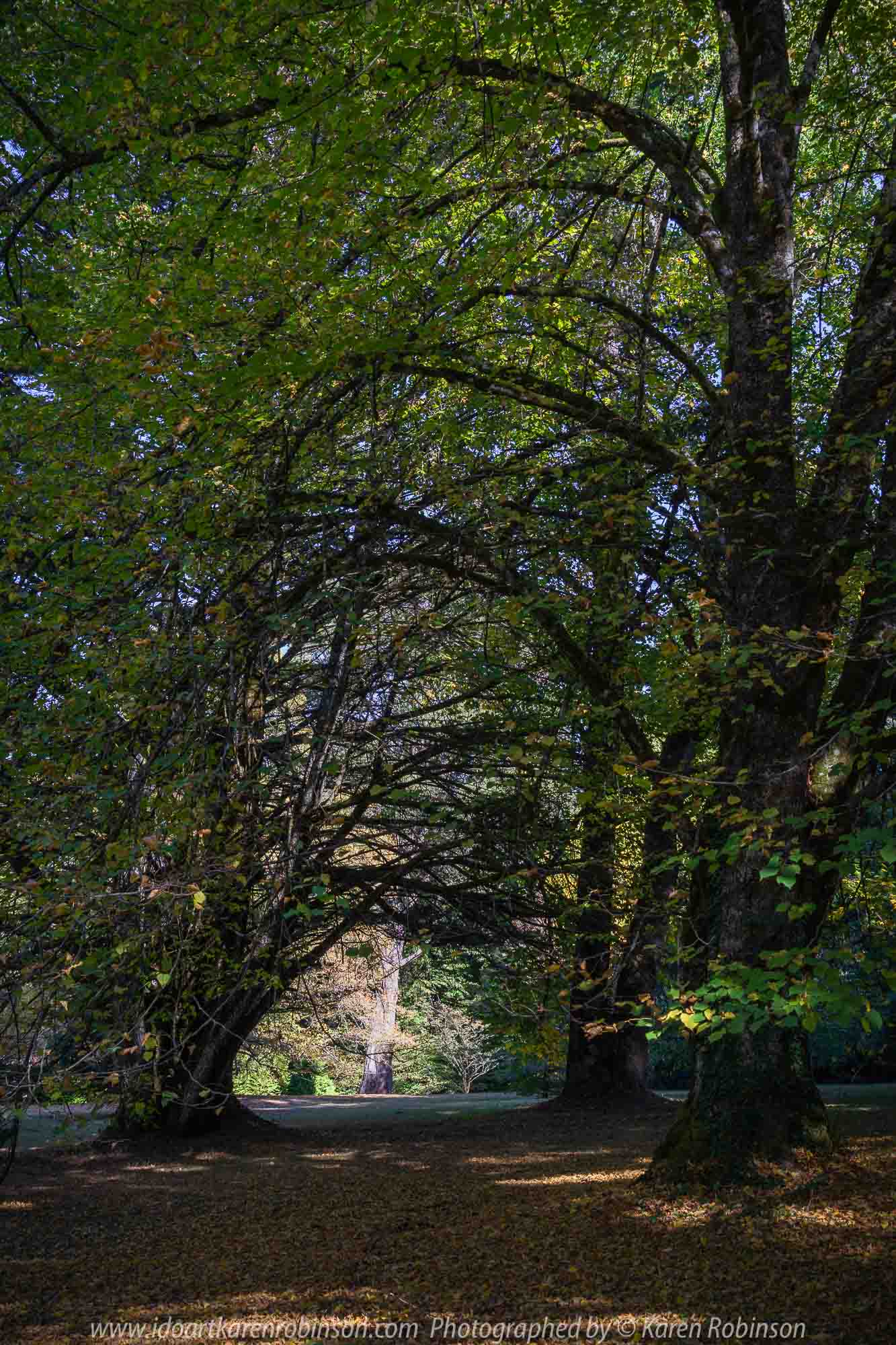 Mount Macedon, Victoria - Australia 'Duneira Heritage Garden' Photographed by Karen Robinson April 2019 Comments - A beautiful Autumn day with hubby at these magnificent gardens where tall trees are the dominating feature. Photograph featuring tall Dutch Elms arching over creating an archway to a back lawn area.