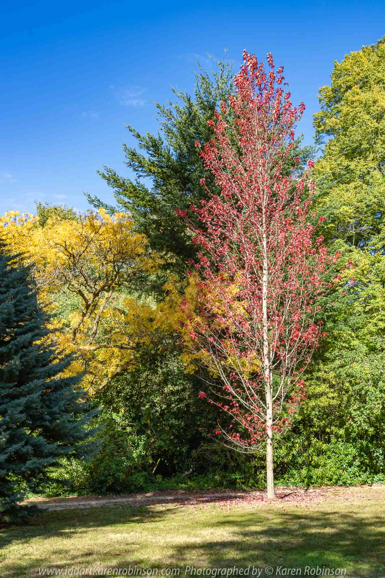 Mount Macedon, Victoria - Australia 'Duneira Heritage Garden' Photographed by Karen Robinson April 2019 Comments - A beautiful Autumn day with hubby at these magnificent gardens where tall trees are the dominating feature. Photograph featuring Maple tree shedding its lipstick red coloured Autumn leaves.