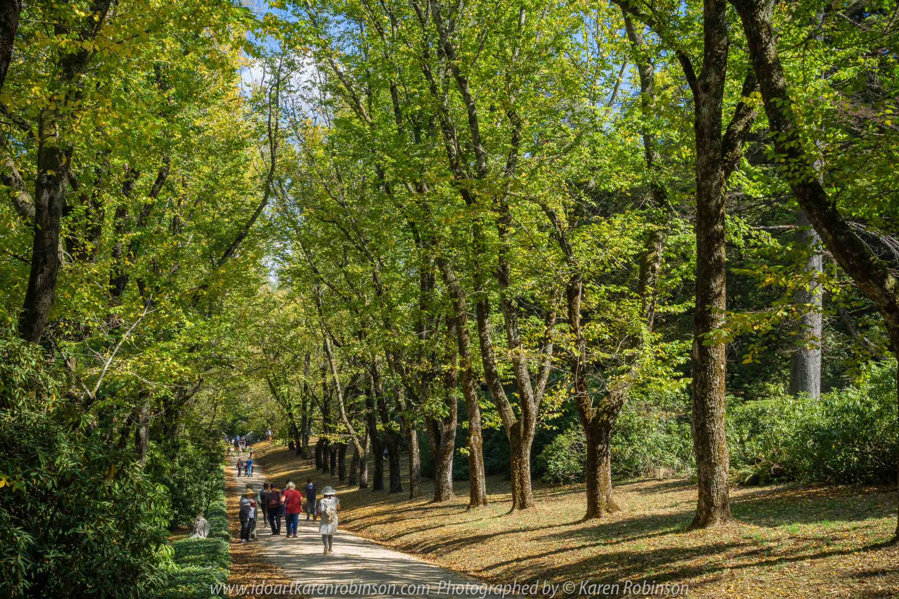 Mount Macedon, Victoria - Australia 'Duneira Heritage Garden' Photographed by Karen Robinson April 2019 Comments - A beautiful Autumn day with hubby at these magnificent gardens where tall trees are the dominating feature. Photograph featuring stately English Oak Avenue.