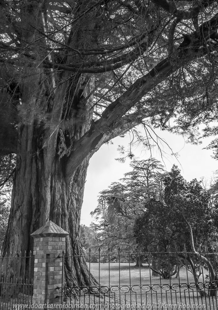 Mount Macedon - Victoria - Australia 'Rainy Day Photography' Photographed by Karen Robinson May 2018 NB. All images are protected by copyright laws Comments - It was a rainy, misty autumn day where taking photographs was a real challenge!