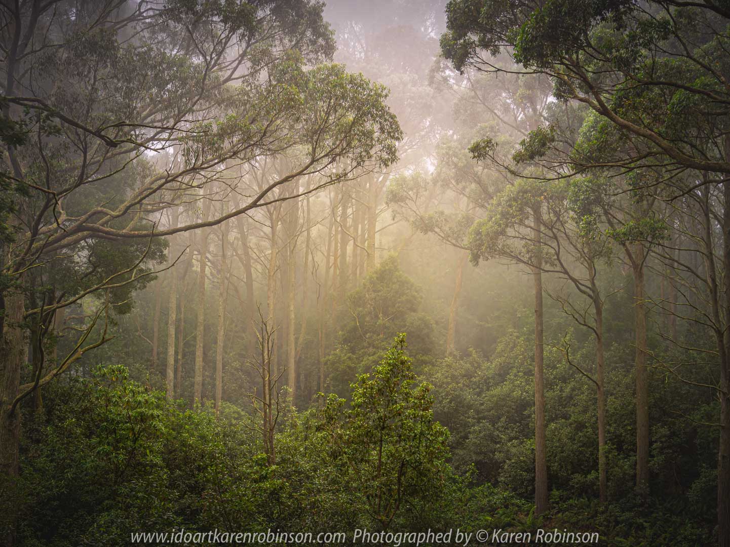 Mount Macedon, Victoria - Australia 'Sanatorium Lake Area' Photographed by Karen Robinson March 2020. Comments: A drive through Mount Macedon Regional Park around the Sanatorium Lake area revealed beautiful parts where trees stood tall amongst soft morning mountain mist.