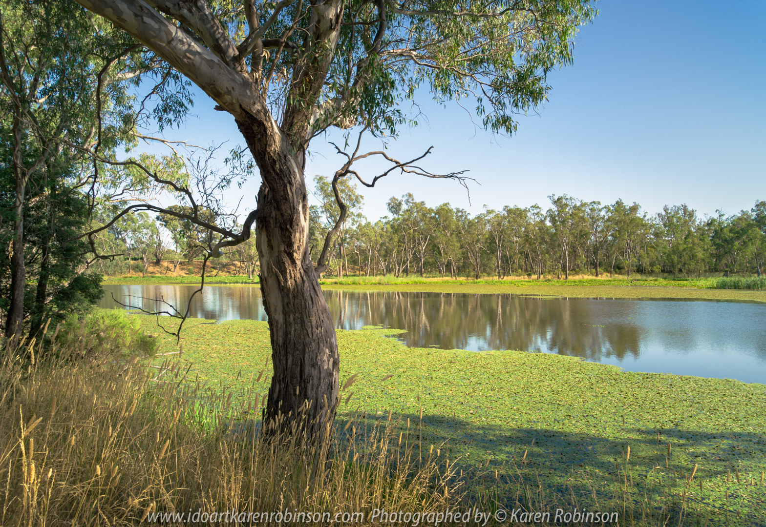 Nagambie, Victoria - Australia 'Tahbilk Wetlands and Tabik Lagoon Summertime' Photographed by Karen Robinson Jan 2021 Comments: Pretty Tabik Lagoon views where plentiful water lilies dressed the lagoon’s water edge. Due to kind winter rains, the local vegetation was a healthy green as well. But in some parts of the Lagoon, water levels had lowered so much so that muddy riverbeds were revealed underneath the existing water lilies.