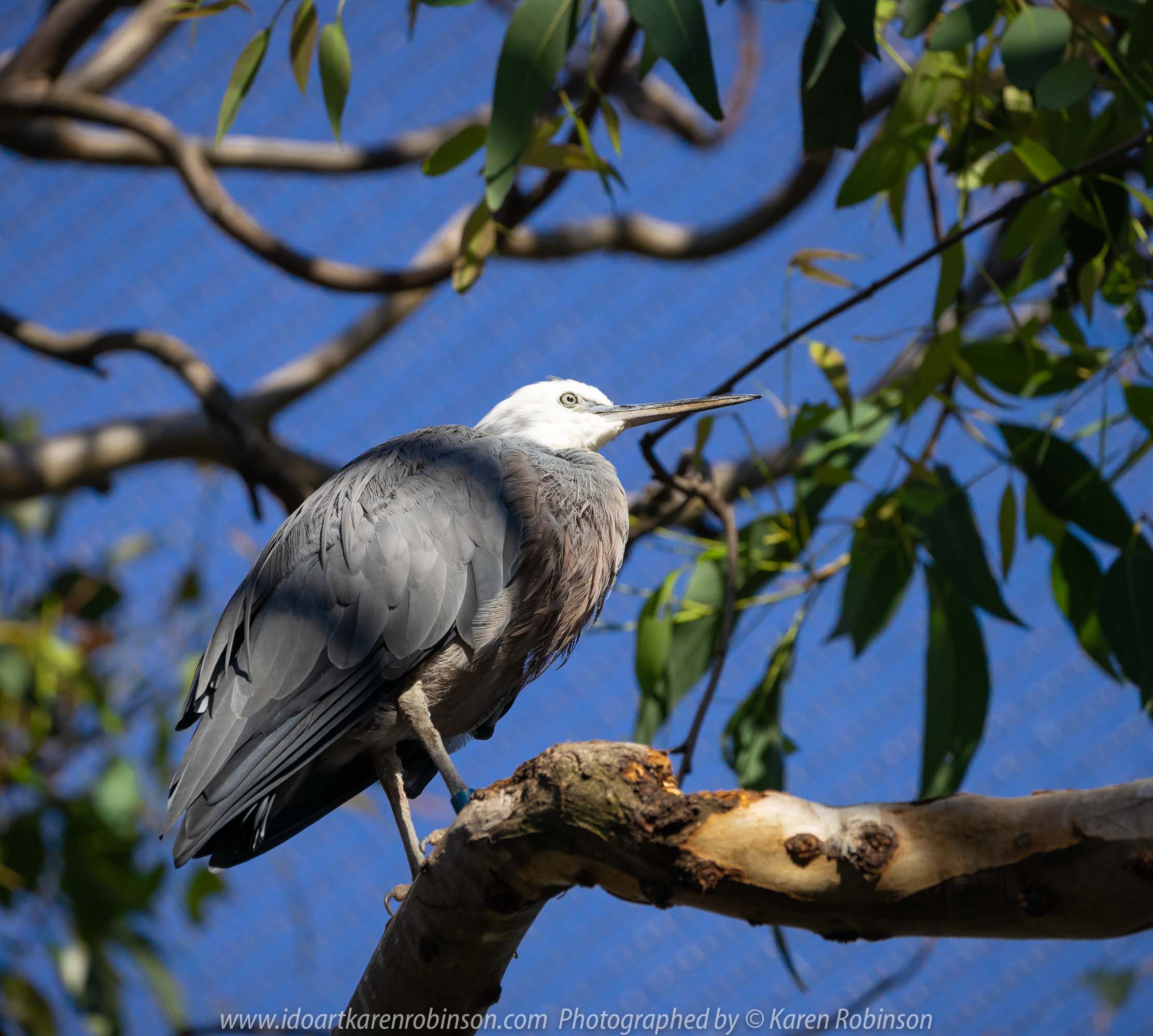 Parkville, Victoria - Australia 'Melbourne Zoo Trip 8' Photographed by Karen Robinson March 2019 Comments - This time it was about photographing Birds within the Walk-through Aviary. Photograph featuring White-faced Heron.