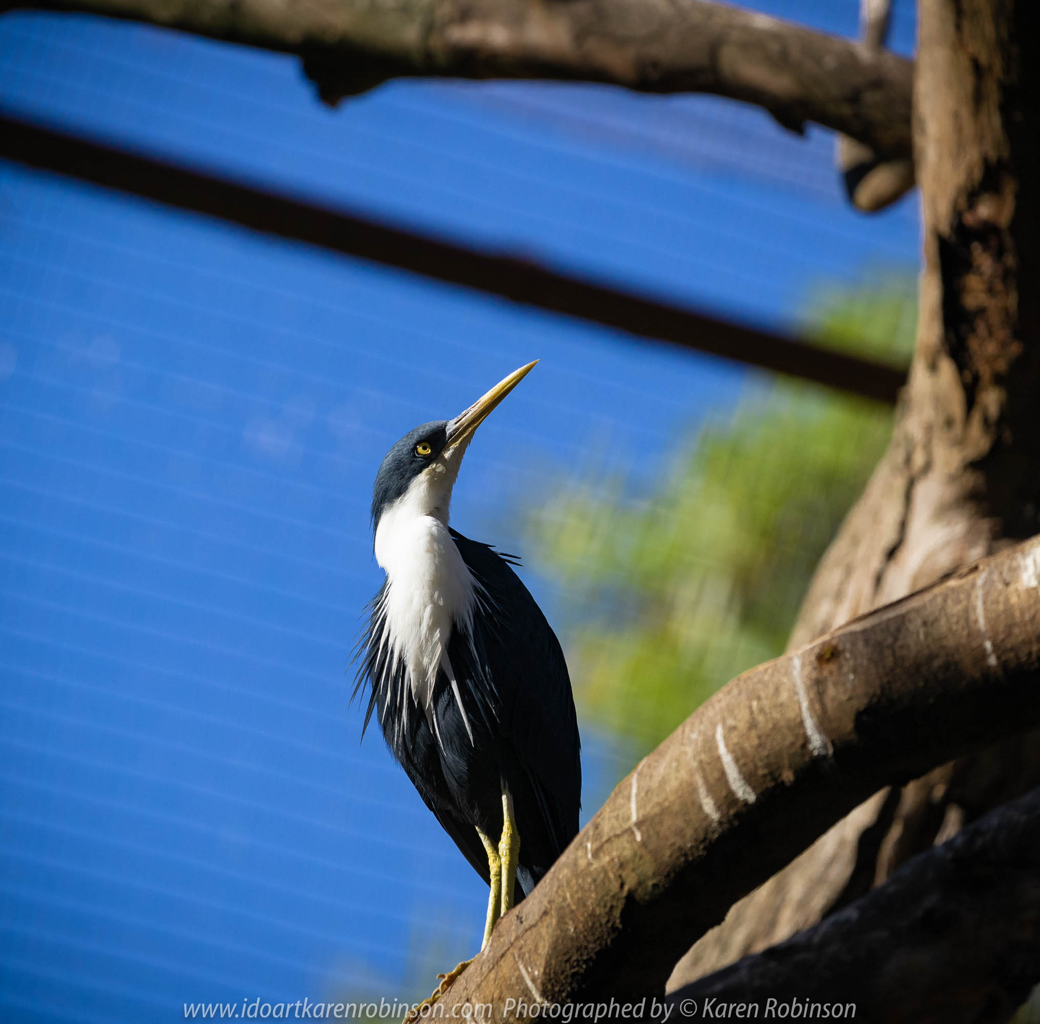 Parkville, Victoria - Australia 'Melbourne Zoo Trip 8' Photographed by Karen Robinson March 2019 Comments - This time it was about photographing Birds within the Walk-through Aviary. Photograph featuring Pied Heron.