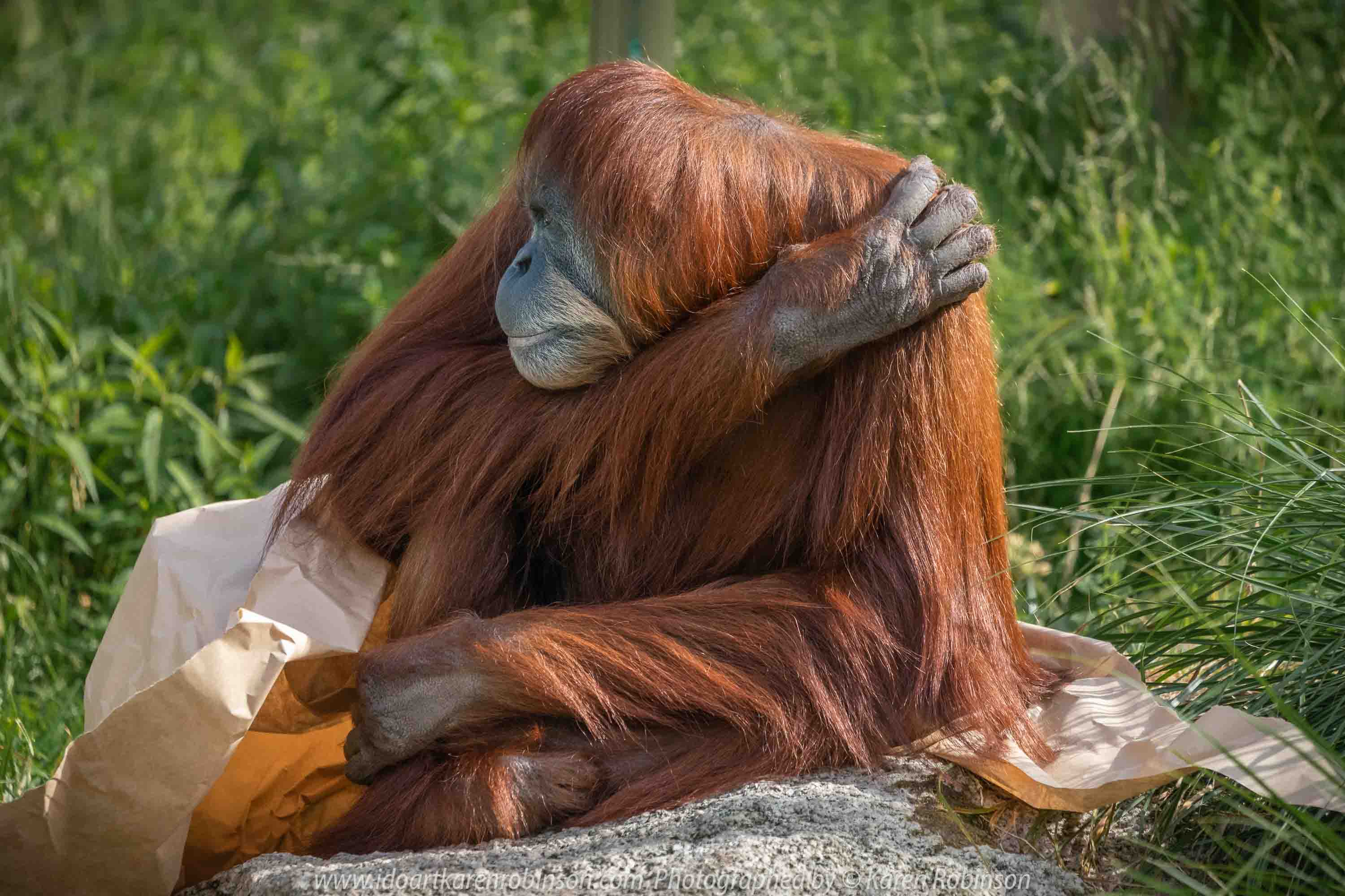 Parkville, Victoria - Australia 'Melbourne Zoo Trip 3' Photographed by Karen Robinson January 2019 Comments - Hubby and I decided to spend another day at the Zoo, this time concentrating on photographing the Sumatran Orang-utans.