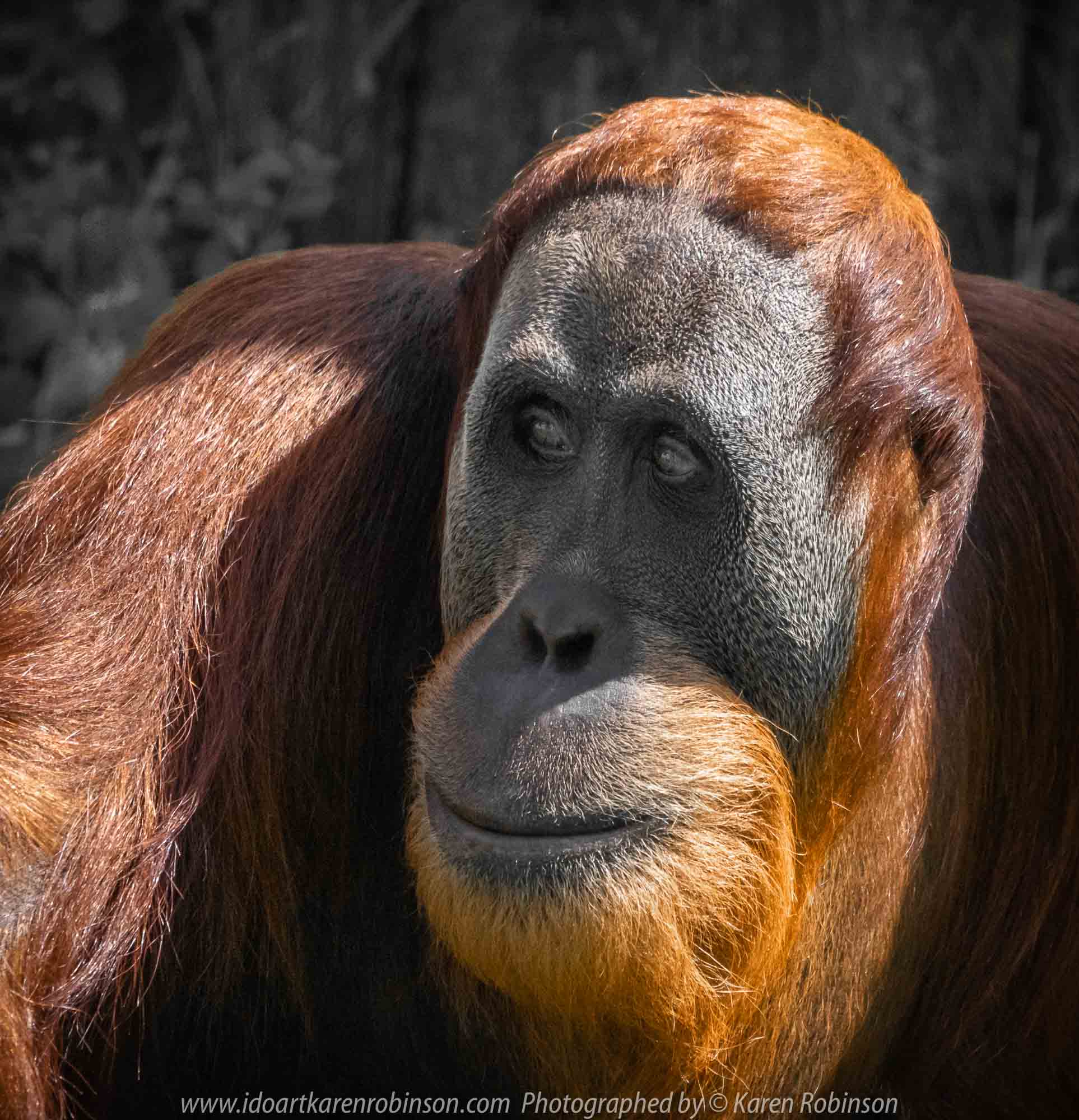 Parkville, Victoria - Australia 'Melbourne Zoo Trip 3' Photographed by Karen Robinson January 2019 Comments - Hubby and I decided to spend another day at the Zoo, this time concentrating on photographing the Sumatran Orang-utans.