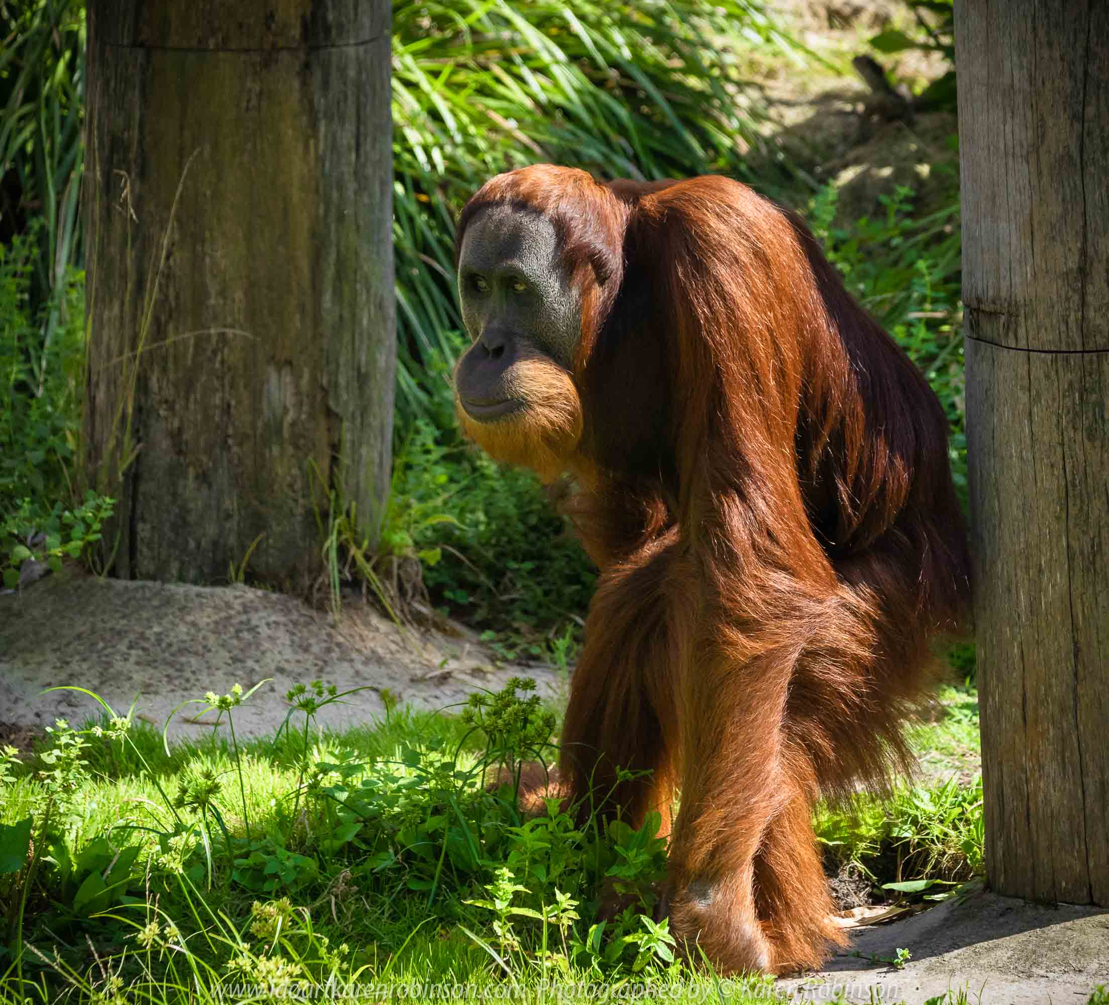 Parkville, Victoria - Australia 'Melbourne Zoo Trip 3' Photographed by Karen Robinson January 2019 Comments - Hubby and I decided to spend another day at the Zoo, this time concentrating on photographing the Sumatran Orang-utans.