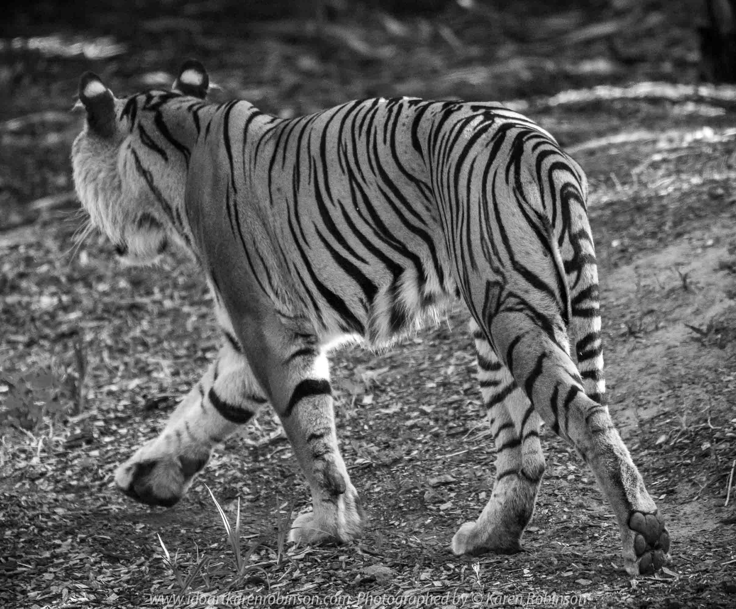 Parkville, Victoria - Australia 'Melbourne Zoo Trip 4' Photographed by Karen Robinson January 2019 Comments - Hubby and I decided to spend another day at the Zoo, this time concentrating on photographing the Sumatran Tiger.