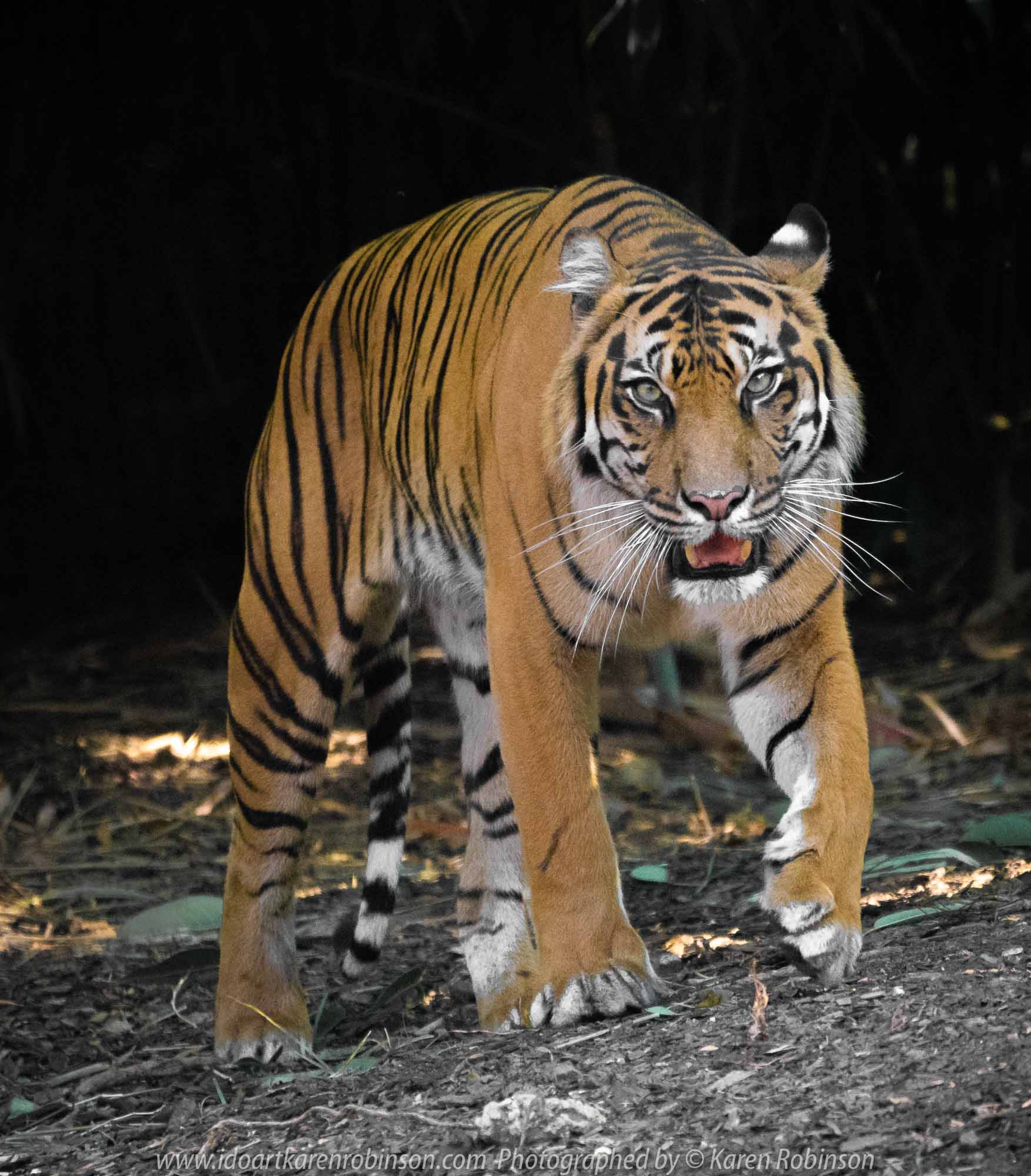 Parkville, Victoria - Australia 'Melbourne Zoo Trip 4' Photographed by Karen Robinson January 2019 Comments - Hubby and I decided to spend another day at the Zoo, this time concentrating on photographing the Sumatran Tiger.