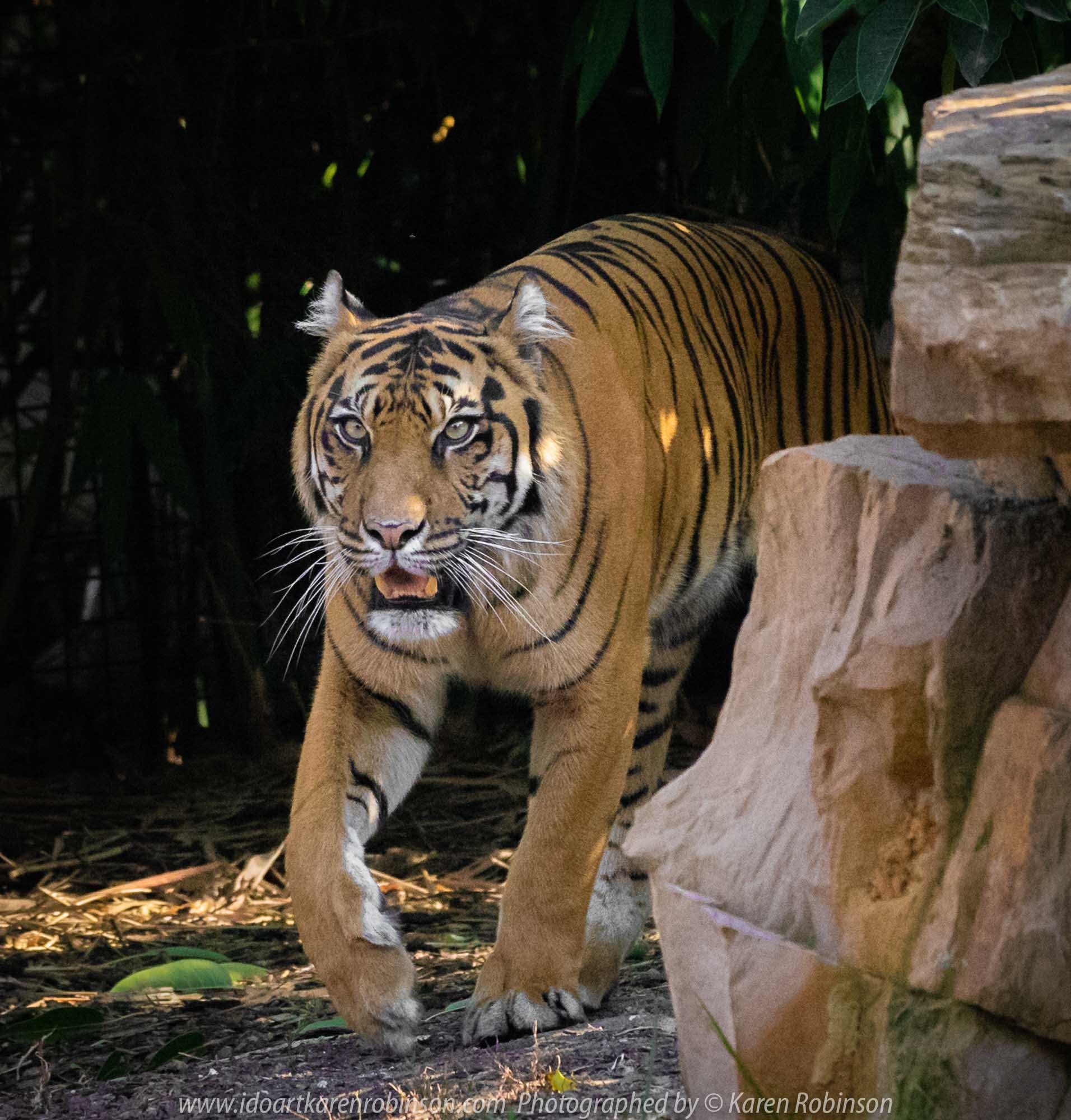 Parkville, Victoria - Australia 'Melbourne Zoo Trip 4' Photographed by Karen Robinson January 2019 Comments - Hubby and I decided to spend another day at the Zoo, this time concentrating on photographing the Sumatran Tiger.