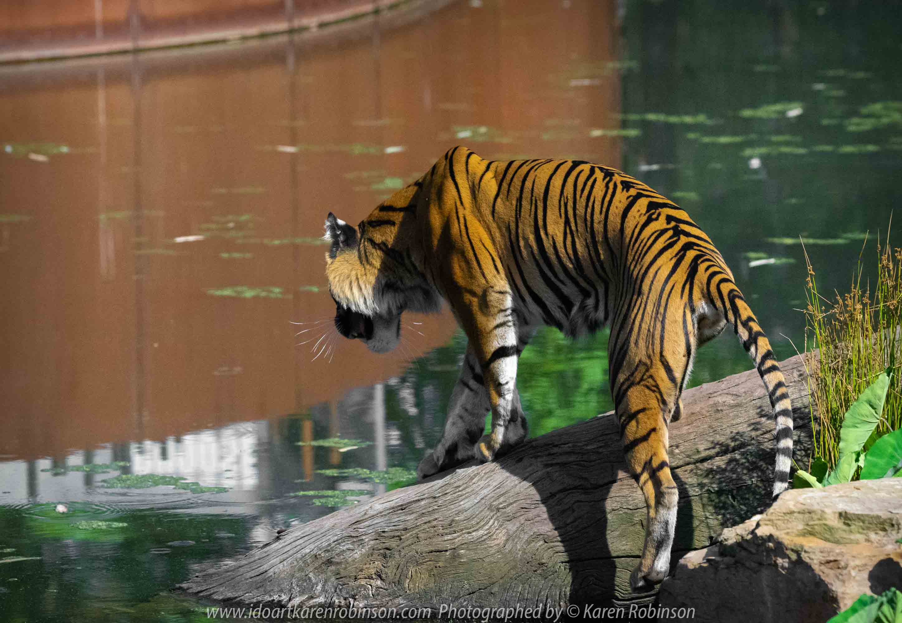 Parkville, Victoria - Australia 'Melbourne Zoo Trip 4' Photographed by Karen Robinson January 2019 Comments - Hubby and I decided to spend another day at the Zoo, this time concentrating on photographing the Sumatran Tiger.