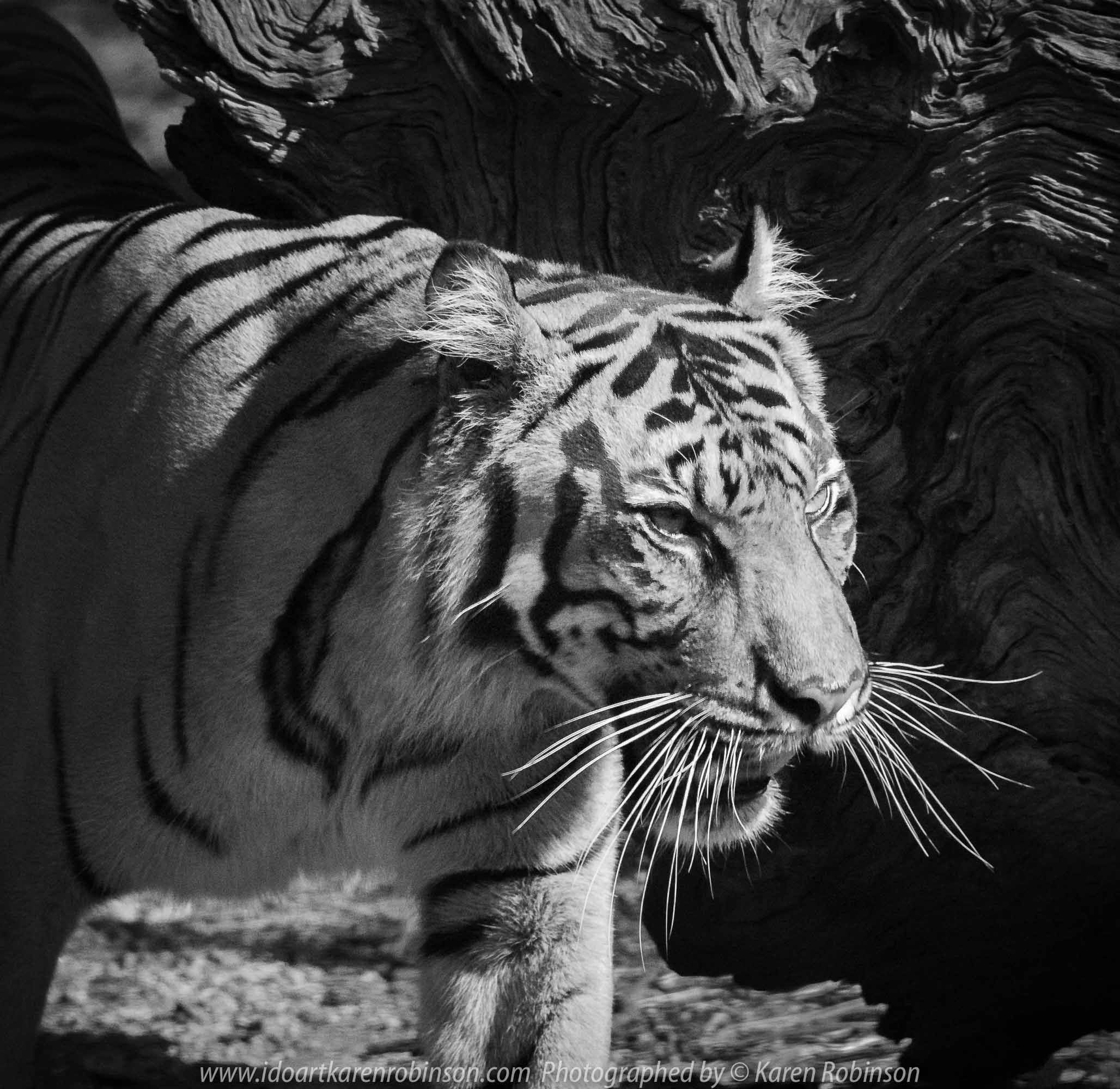 Parkville, Victoria - Australia 'Melbourne Zoo Trip 4' Photographed by Karen Robinson January 2019 Comments - Hubby and I decided to spend another day at the Zoo, this time concentrating on photographing the Sumatran Tiger.