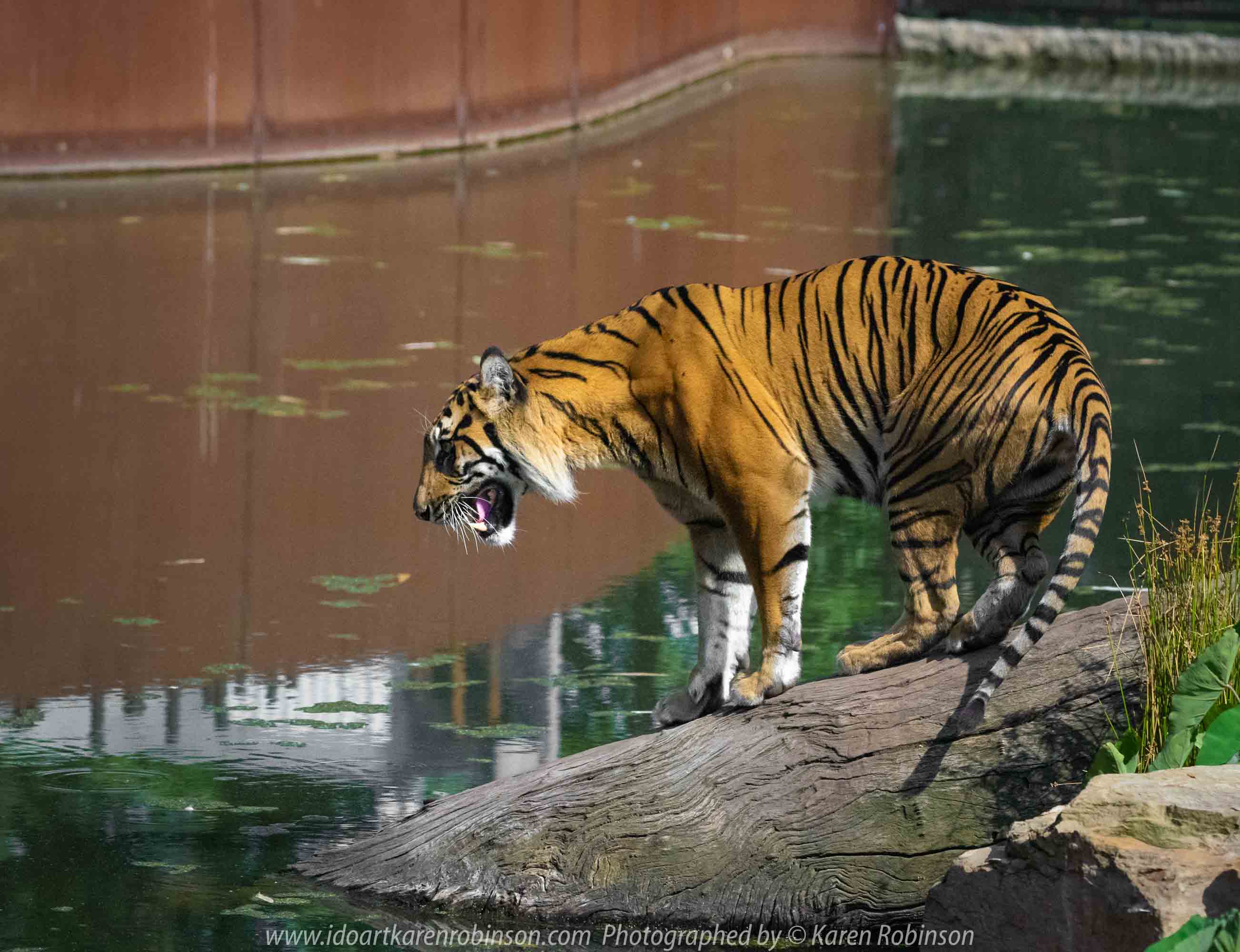Parkville, Victoria - Australia 'Melbourne Zoo Trip 4' Photographed by Karen Robinson January 2019 Comments - Hubby and I decided to spend another day at the Zoo, this time concentrating on photographing the Sumatran Tiger.