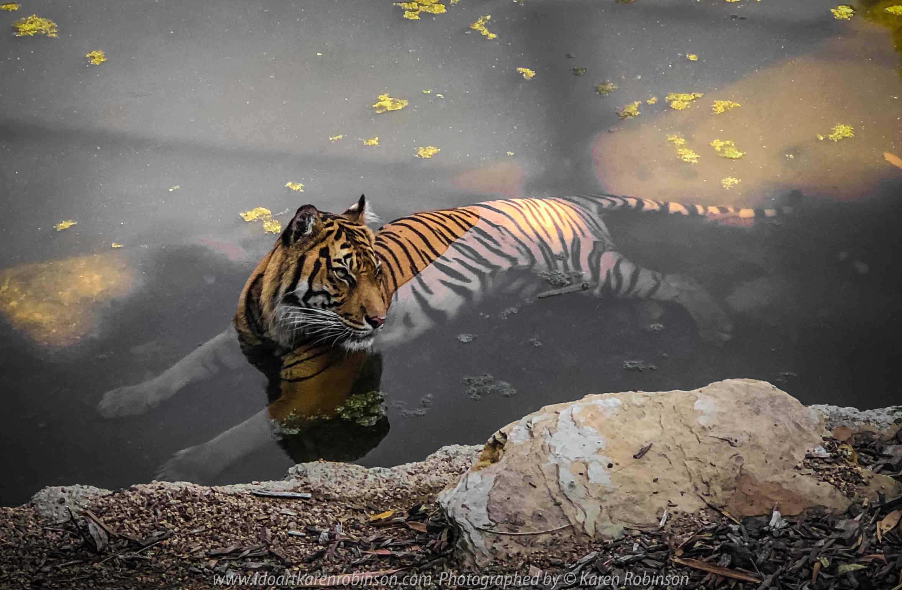 Parkville, Victoria - Australia 'Melbourne Zoo Trip 4' Photographed by Karen Robinson January 2019 Comments - Hubby and I decided to spend another day at the Zoo, this time concentrating on photographing the Sumatran Tiger.
