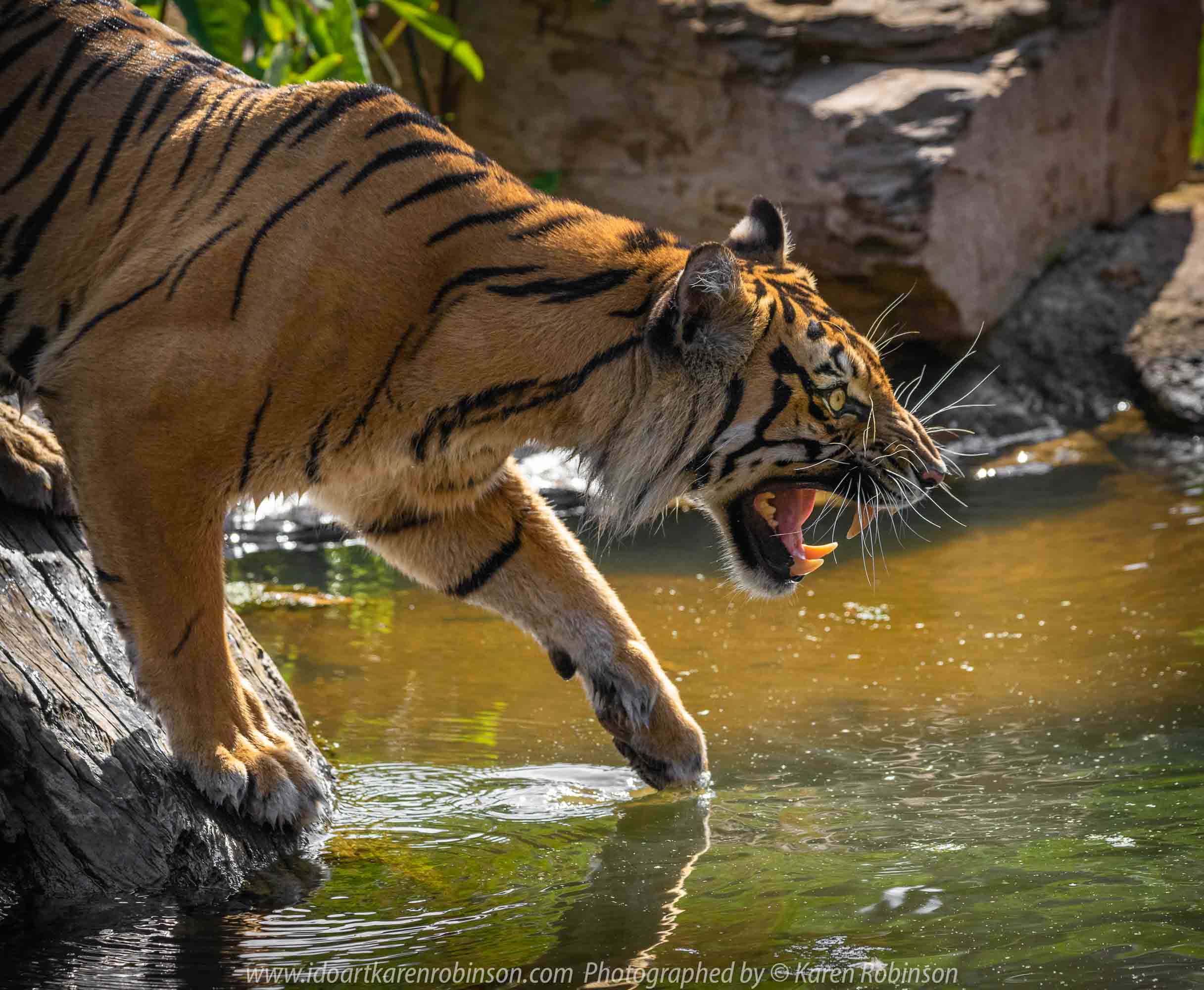 Parkville, Victoria - Australia 'Melbourne Zoo Trip 4' Photographed by Karen Robinson January 2019 Comments - Hubby and I decided to spend another day at the Zoo, this time concentrating on photographing the Sumatran Tiger.