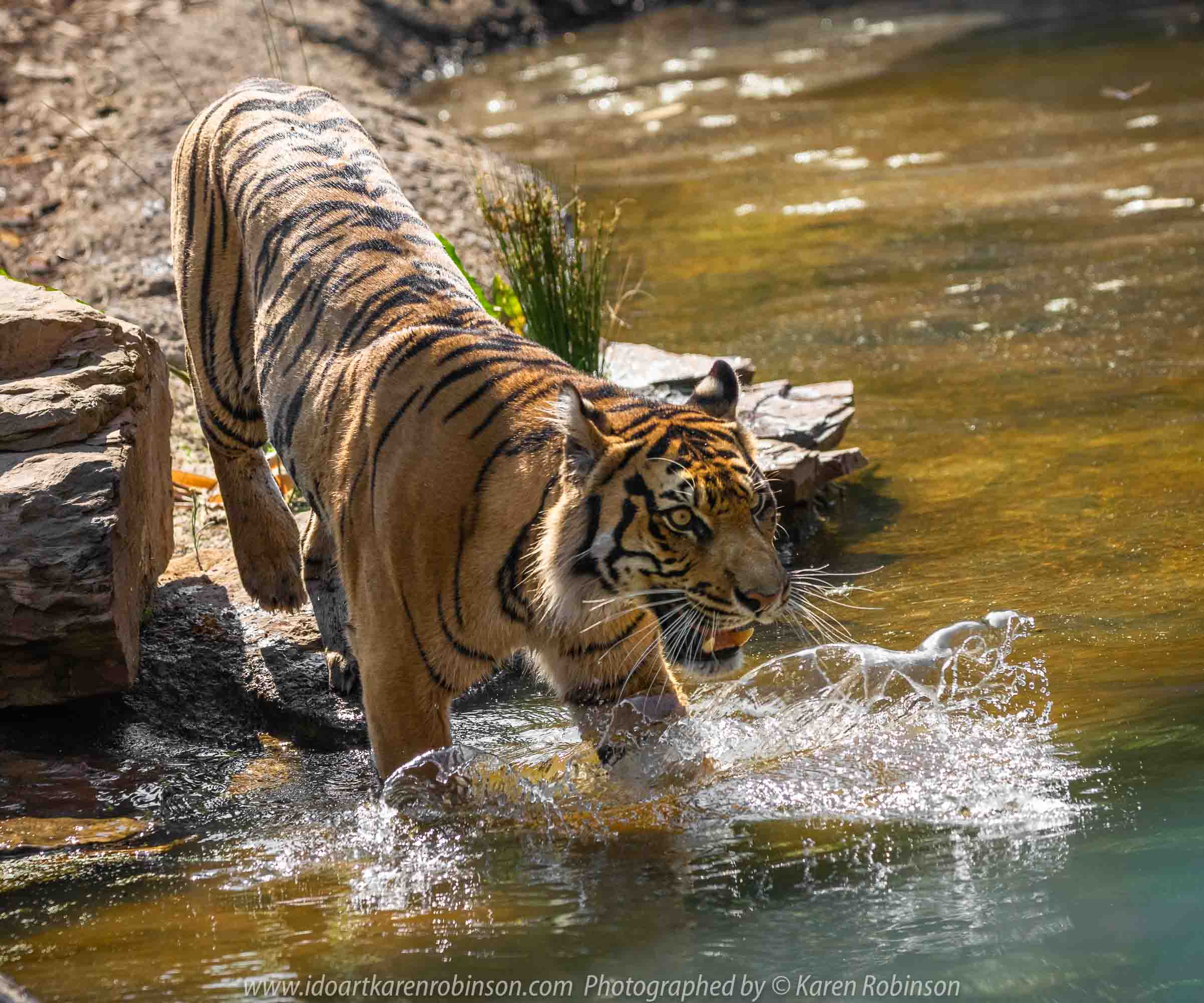 Parkville, Victoria - Australia 'Melbourne Zoo Trip 4' Photographed by Karen Robinson January 2019 Comments - Hubby and I decided to spend another day at the Zoo, this time concentrating on photographing the Sumatran Tiger.