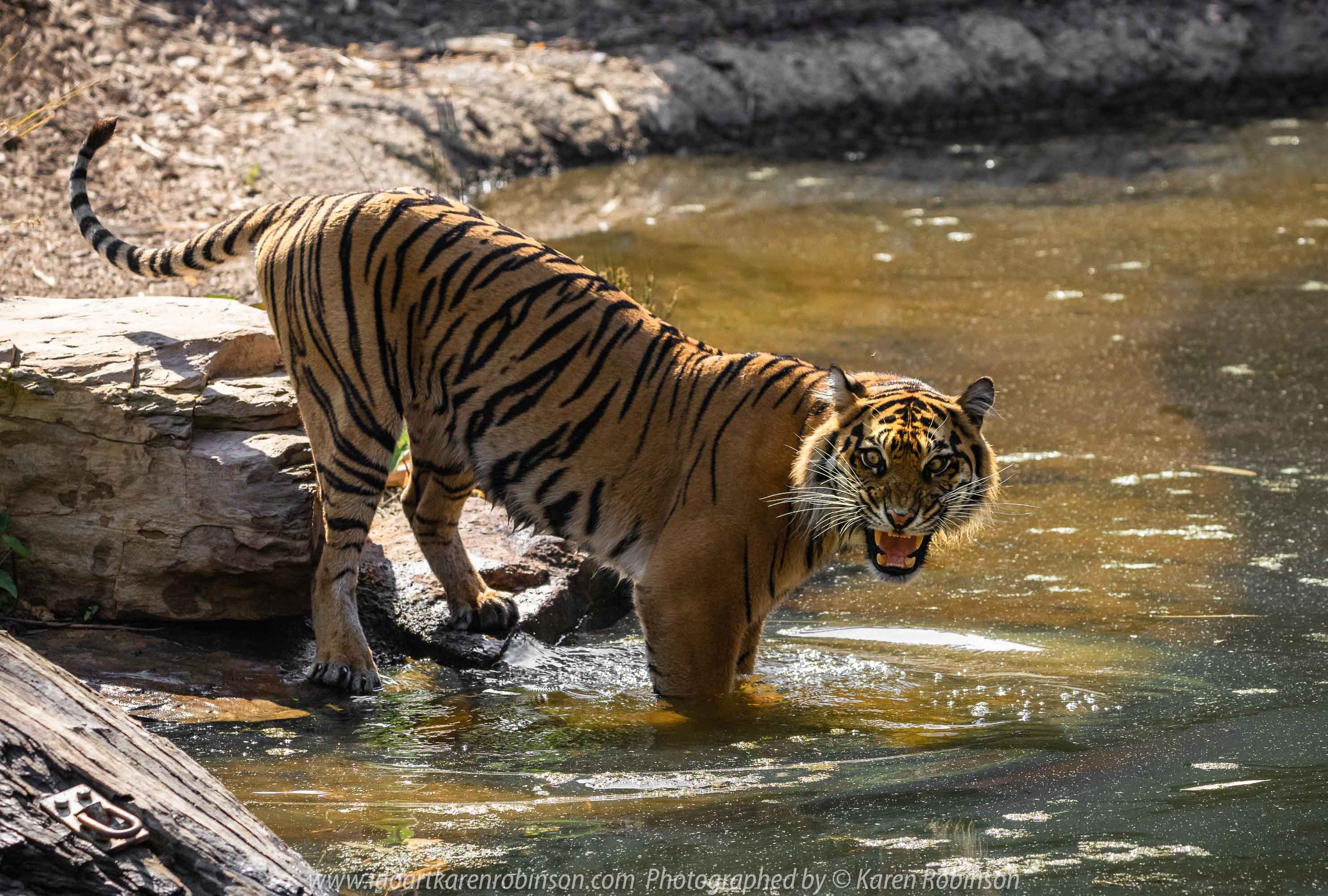 Parkville, Victoria - Australia 'Melbourne Zoo Trip 4' Photographed by Karen Robinson January 2019 Comments - Hubby and I decided to spend another day at the Zoo, this time concentrating on photographing the Sumatran Tiger.