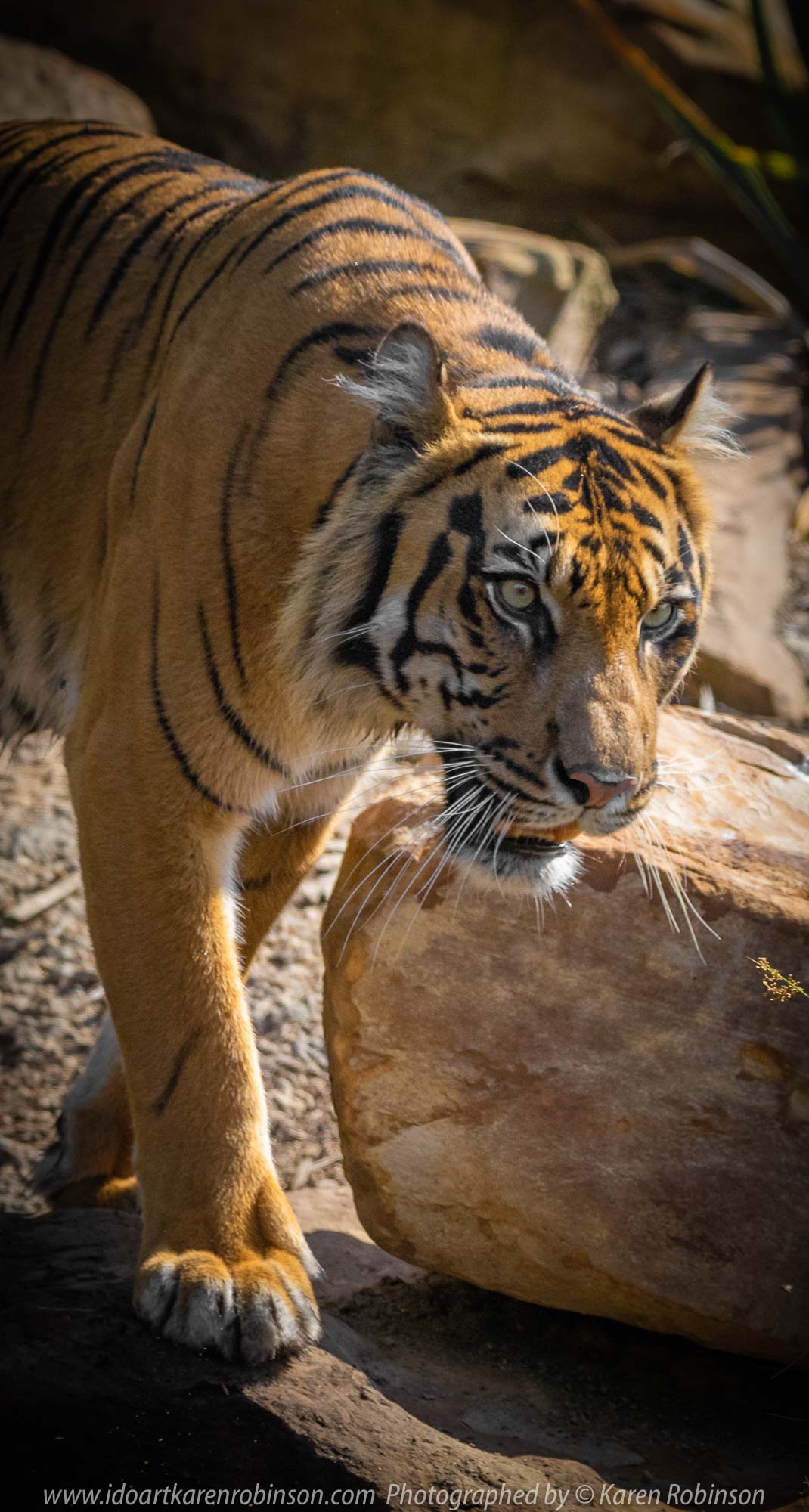 Parkville, Victoria - Australia 'Melbourne Zoo Trip 4' Photographed by Karen Robinson January 2019 Comments - Hubby and I decided to spend another day at the Zoo, this time concentrating on photographing the Sumatran Tiger.