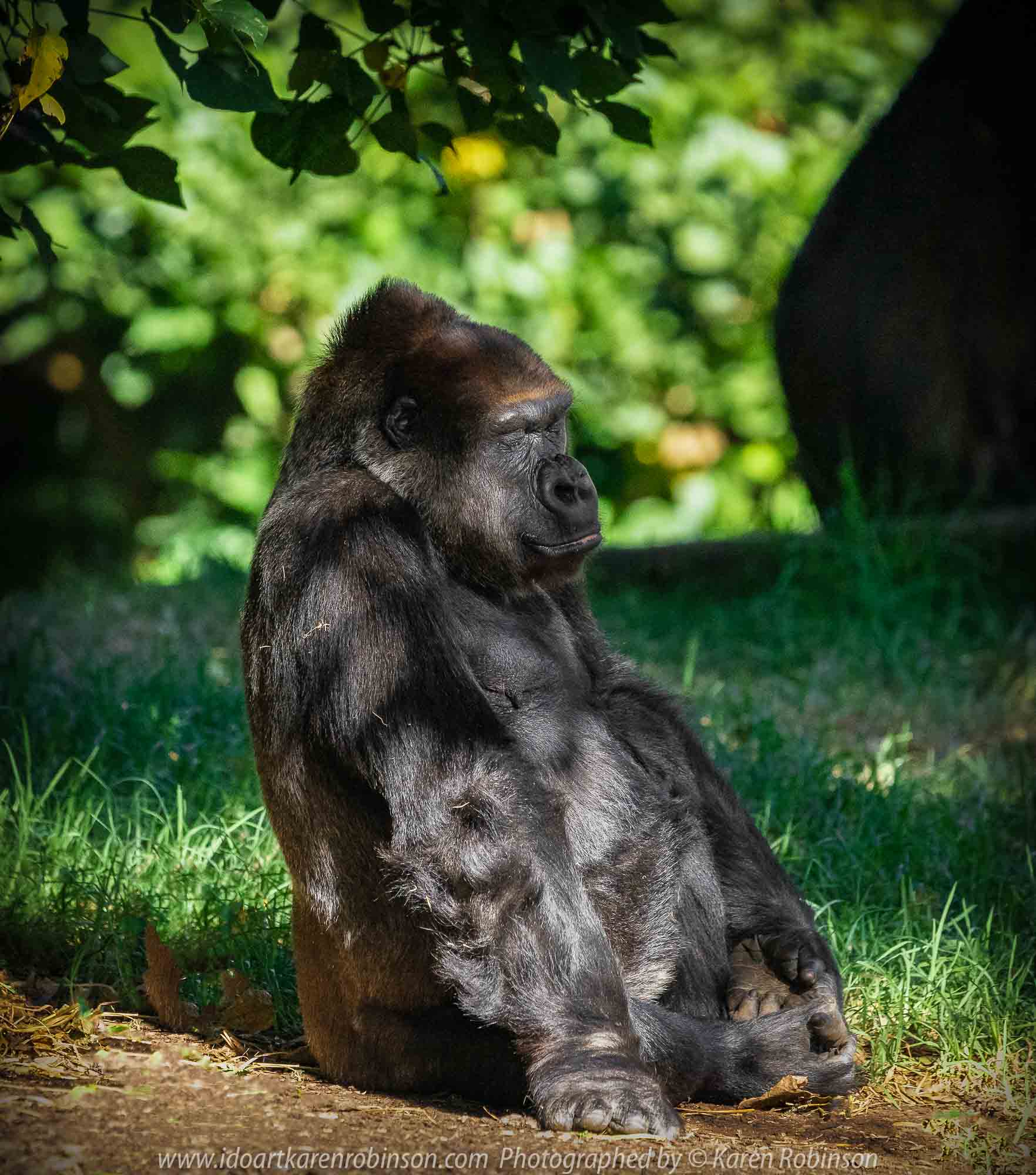 Parkville, Victoria - Australia 'Melbourne Zoo Trip 5' Photographed by Karen Robinson January 2019 Comments - Hubby and I decided to spend another day at the Zoo, this time concentrating on photographing the Western Lowland Gorillas.