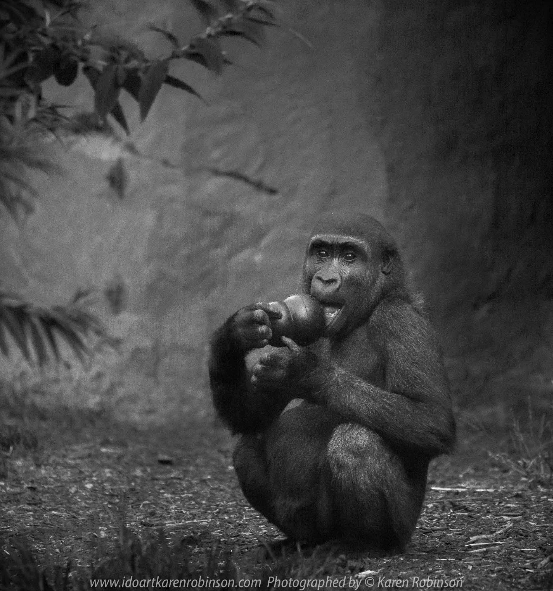 Parkville, Victoria - Australia 'Melbourne Zoo Trip 5' Photographed by Karen Robinson January 2019 Comments - Hubby and I decided to spend another day at the Zoo, this time concentrating on photographing the Western Lowland Gorillas.