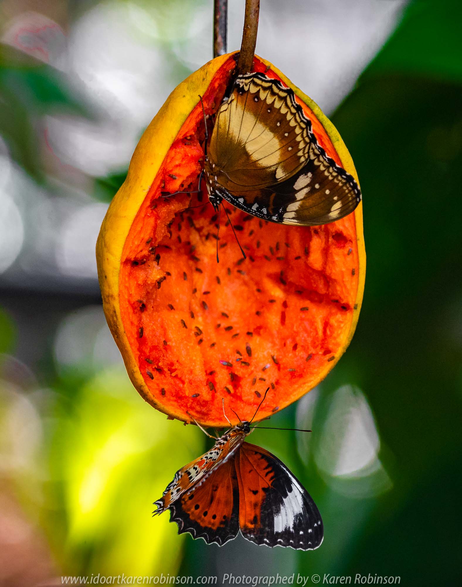 Parkville, Victoria - Australia 'Melbourne Zoo Trip 6' Photographed by Karen Robinson February 2019 Comments - Hubby and I decided to spend another day at the Zoo, this time concentrating on photographing Native Australian tropical and subtropical Butterflies in the Zoo's magnificent tropical glasshouse.