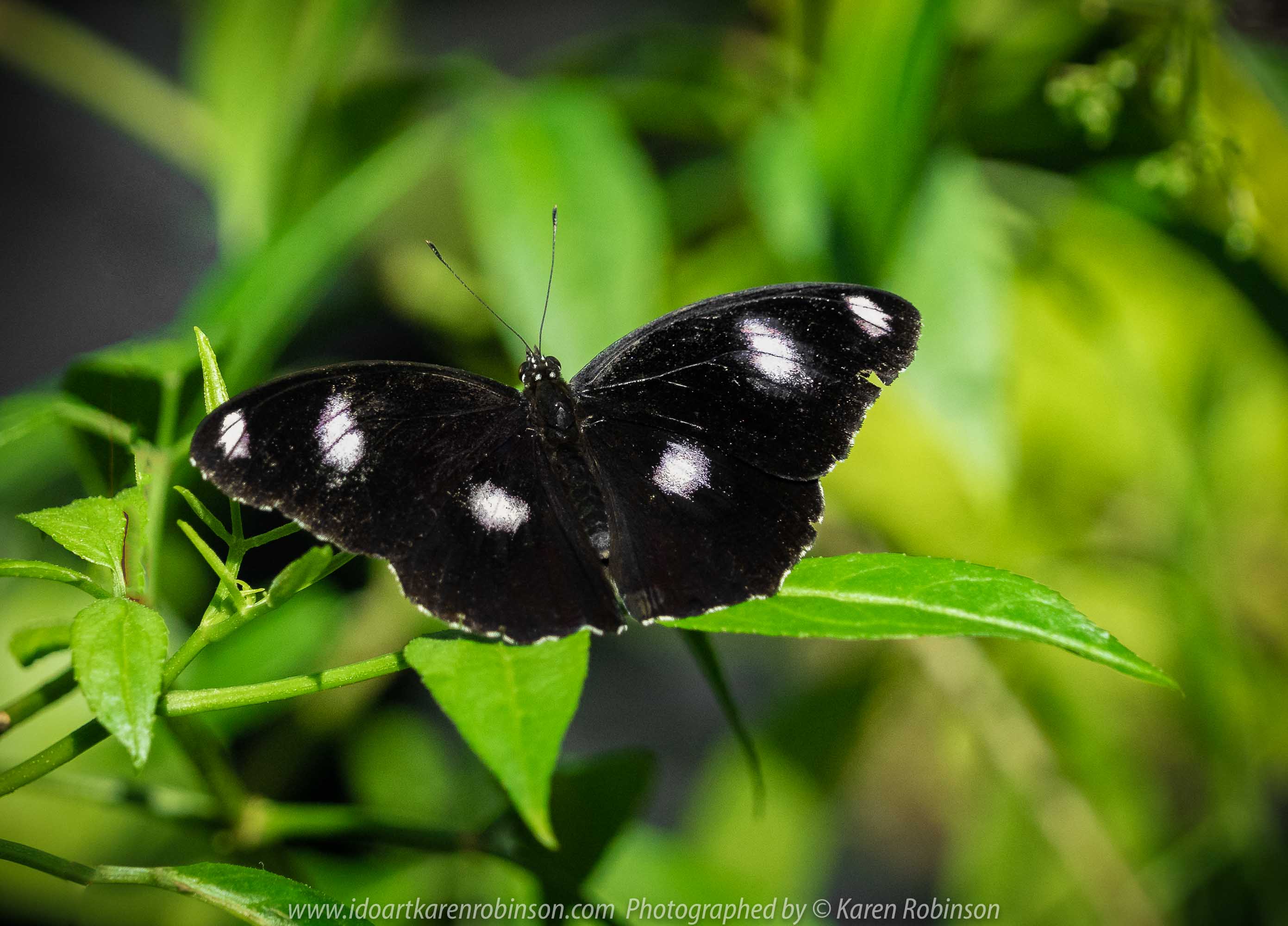 Parkville, Victoria - Australia 'Melbourne Zoo Trip 6' Photographed by Karen Robinson February 2019 Comments - Hubby and I decided to spend another day at the Zoo, this time concentrating on photographing Native Australian tropical and subtropical Butterflies in the Zoo's magnificent tropical glasshouse.