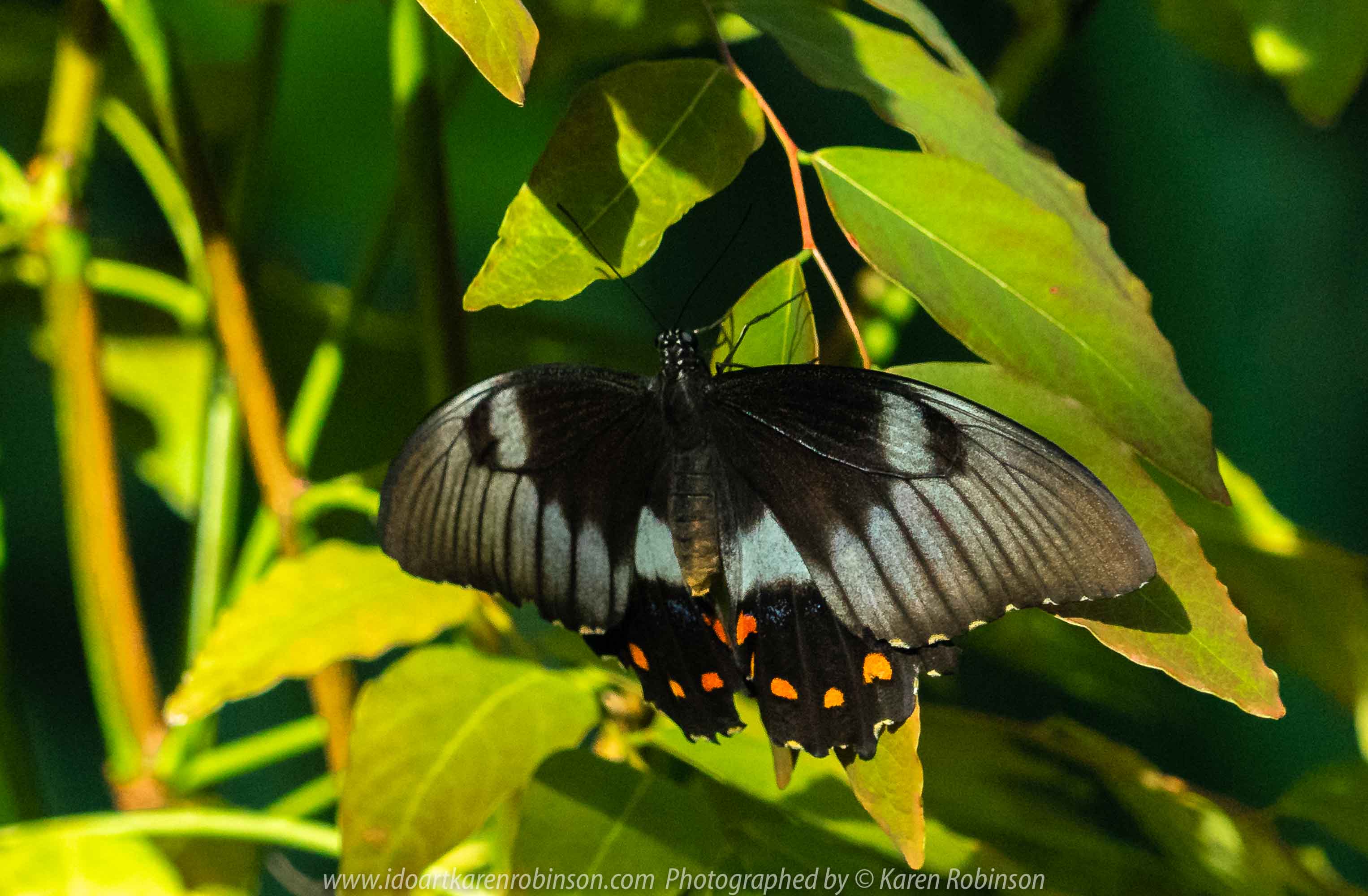 Parkville, Victoria - Australia 'Melbourne Zoo Trip 6' Photographed by Karen Robinson February 2019 Comments - Hubby and I decided to spend another day at the Zoo, this time concentrating on photographing Native Australian tropical and subtropical Butterflies in the Zoo's magnificent tropical glasshouse.