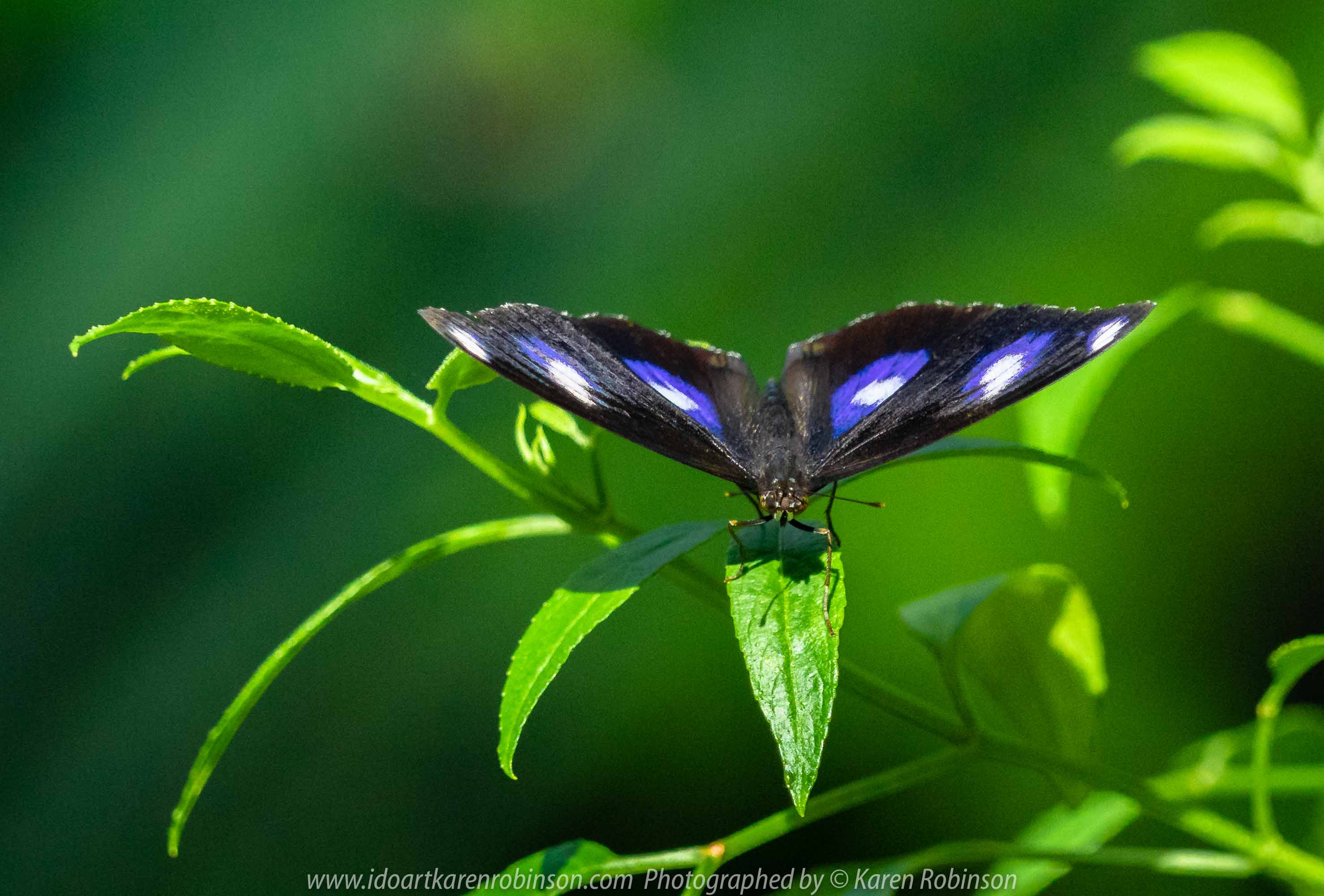 Parkville, Victoria - Australia 'Melbourne Zoo Trip 6' Photographed by Karen Robinson February 2019 Comments - Hubby and I decided to spend another day at the Zoo, this time concentrating on photographing Native Australian tropical and subtropical Butterflies in the Zoo's magnificent tropical glasshouse.
