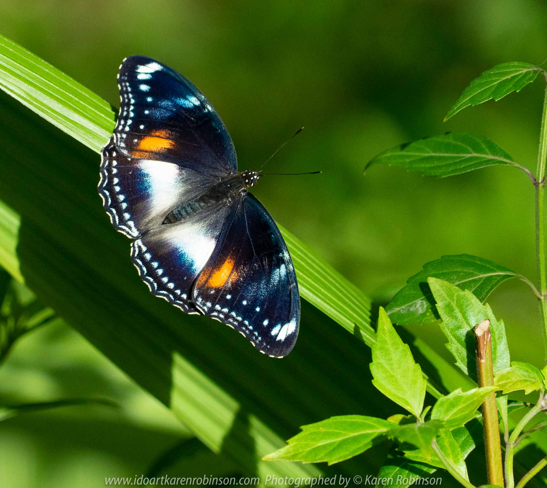 Parkville, Victoria - Australia 'Melbourne Zoo Trip 6' Photographed by Karen Robinson February 2019 Comments - Hubby and I decided to spend another day at the Zoo, this time concentrating on photographing Native Australian tropical and subtropical Butterflies in the Zoo's magnificent tropical glasshouse.